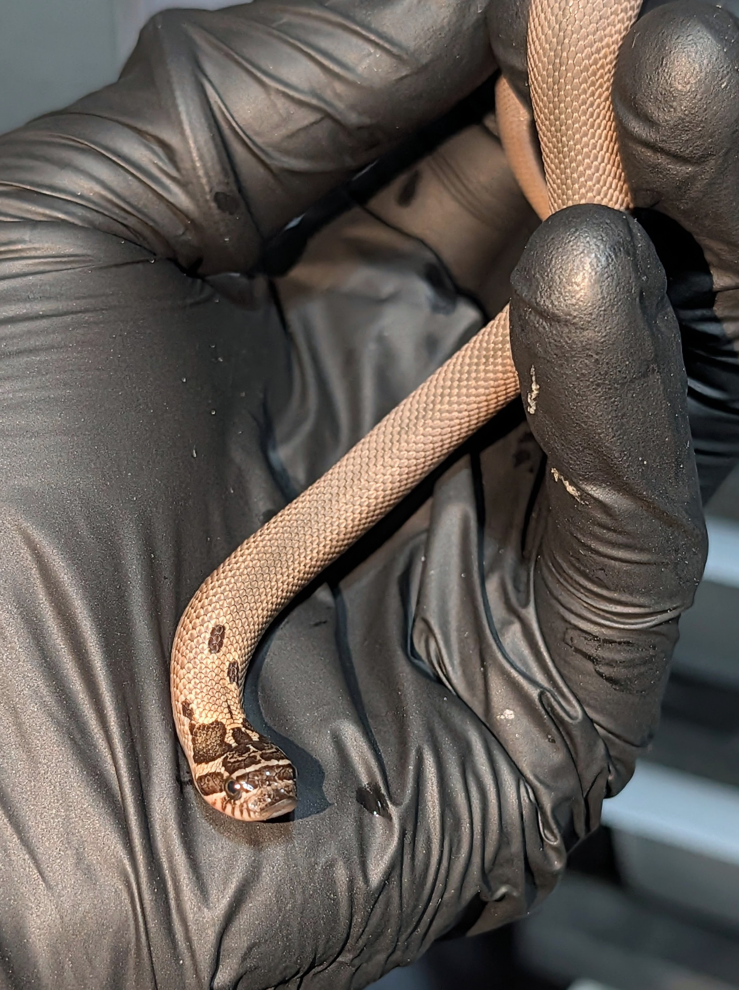 Sable Arctic Superconda western hognose morph