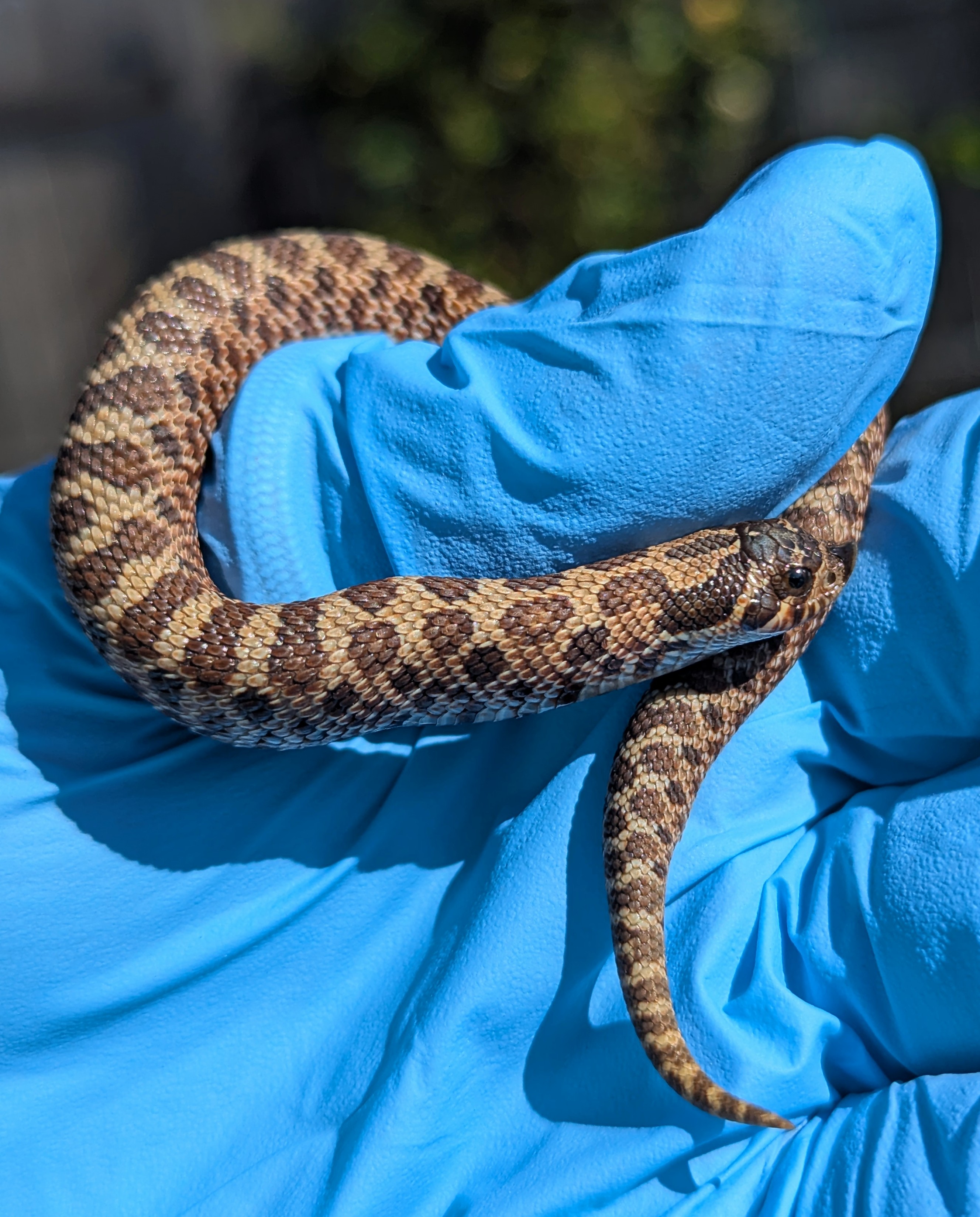 Arctic Sable western hognose morph