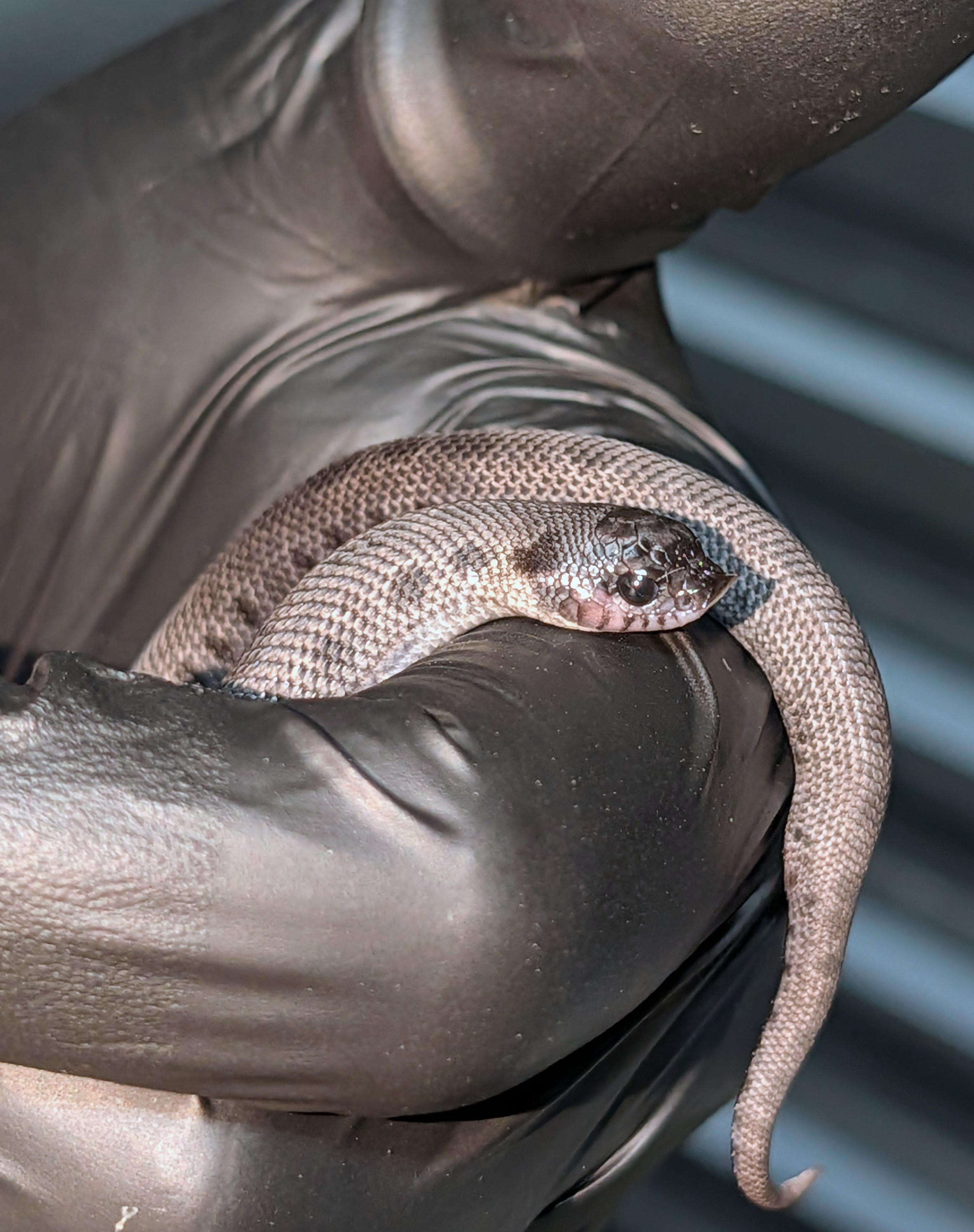 Blucifer Anaconda western hognose morph