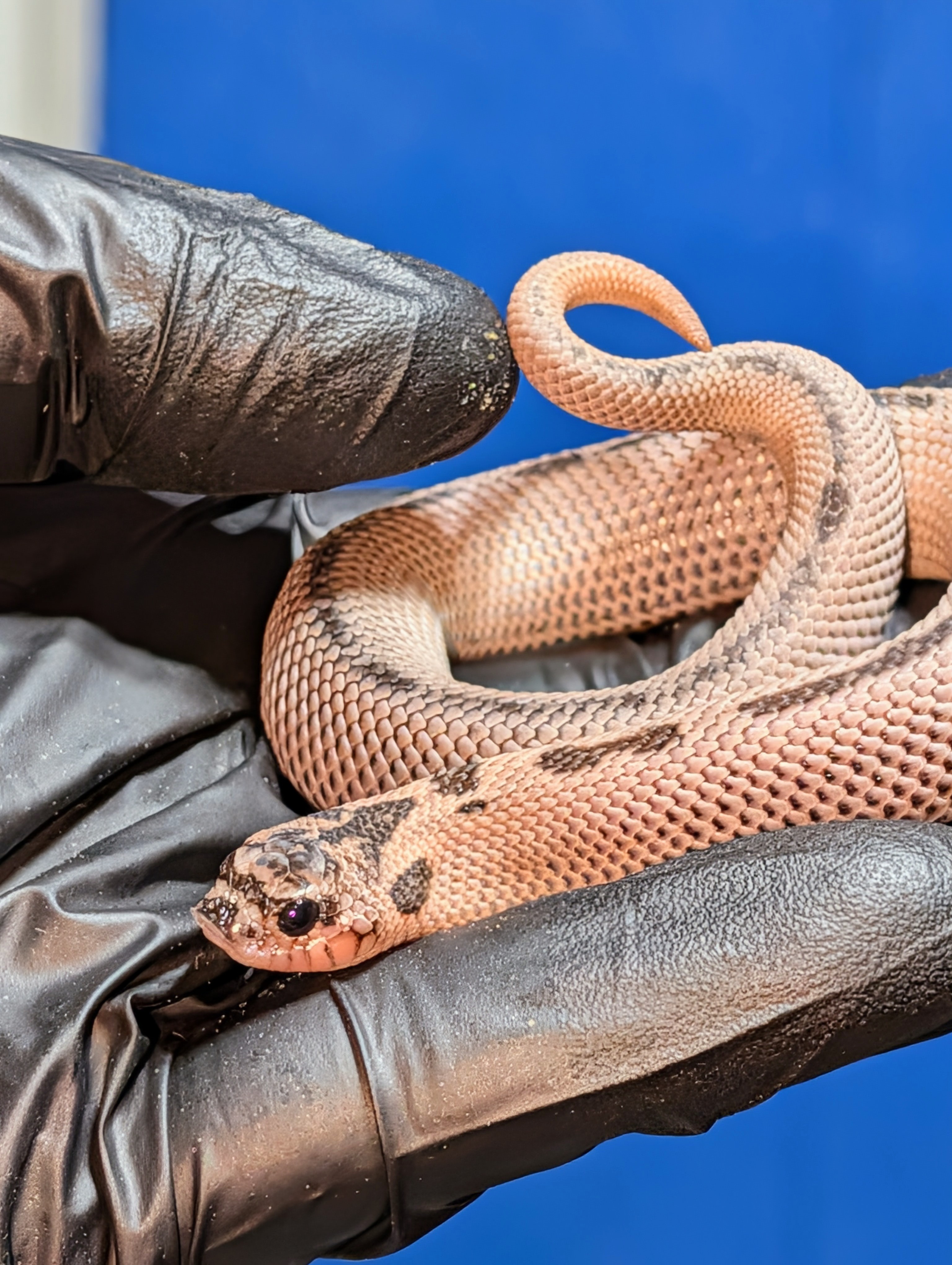 Blucifer Superconda western hognose morph