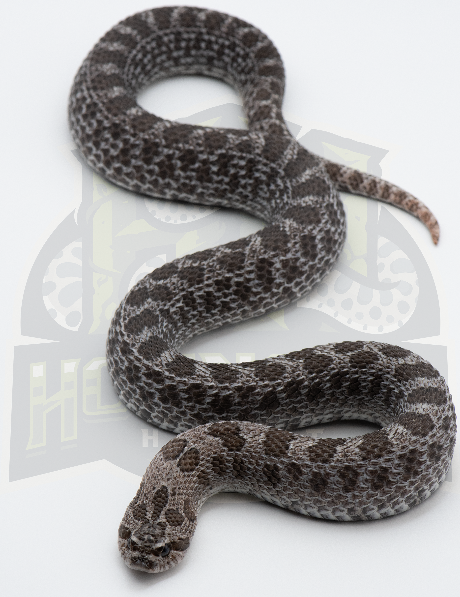Blucifer western hognose morph