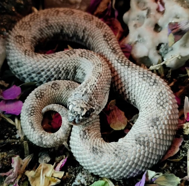 Blue Steel western hognose morph
