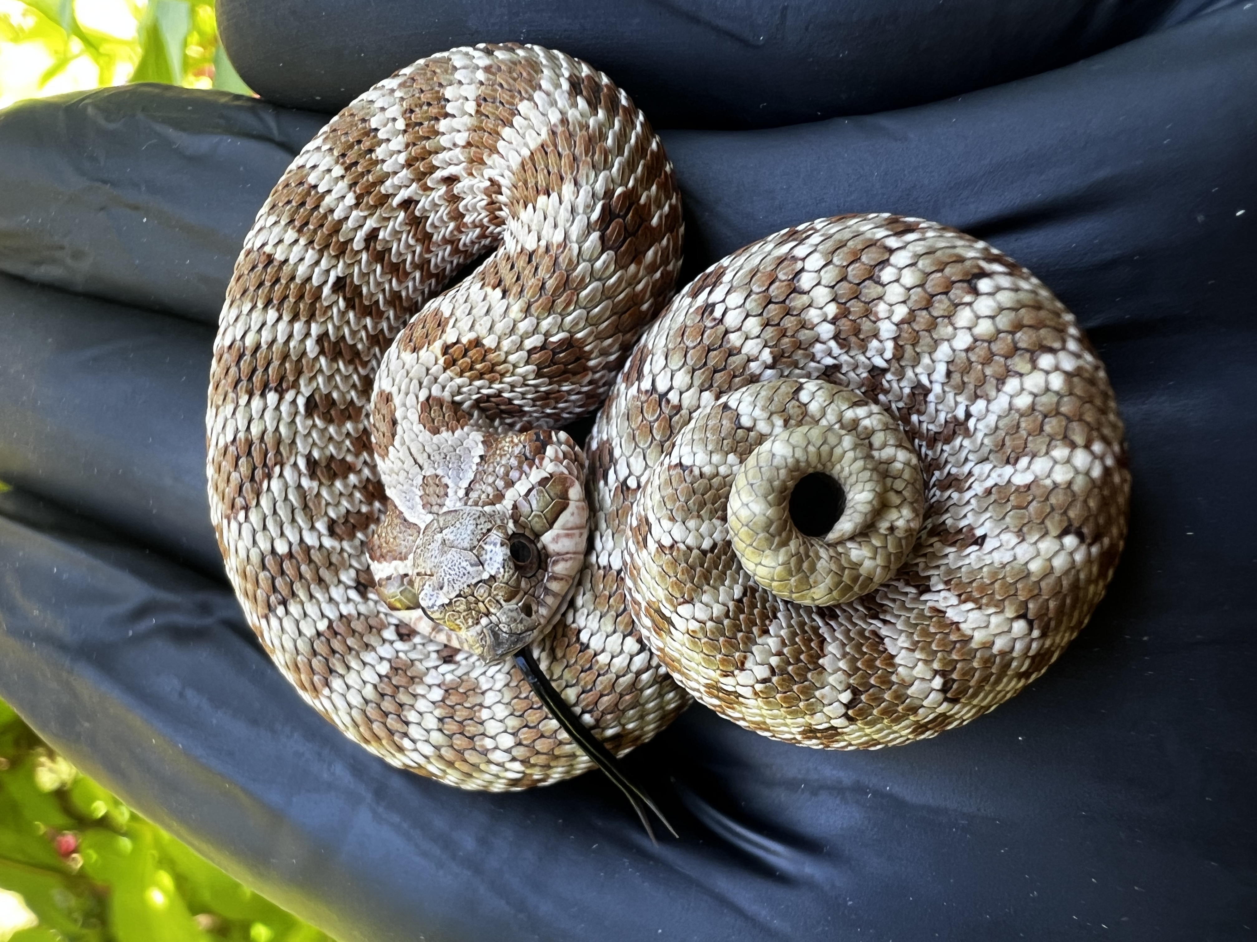 Candy Cocktail western hognose morph