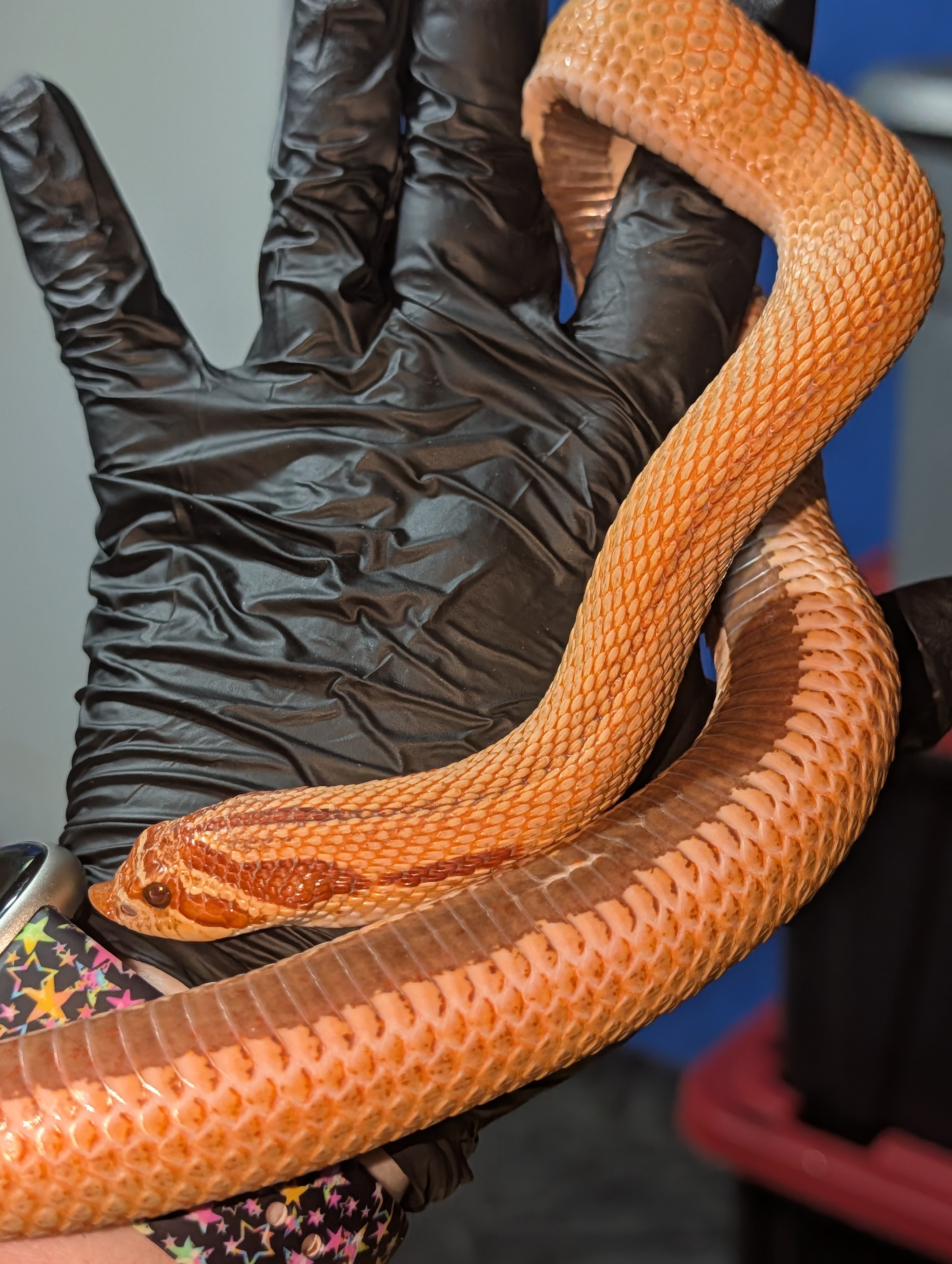 Candy Cocktail western hognose morph