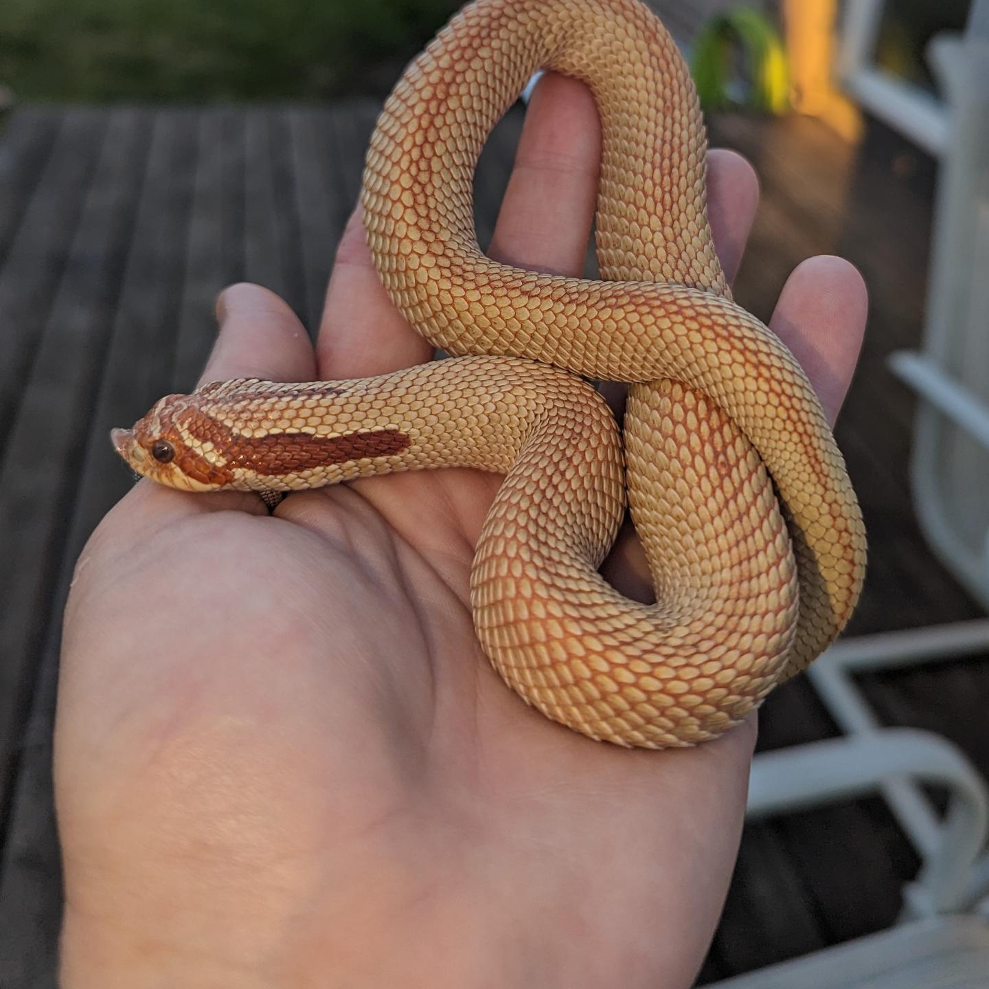 Candy western hognose morph