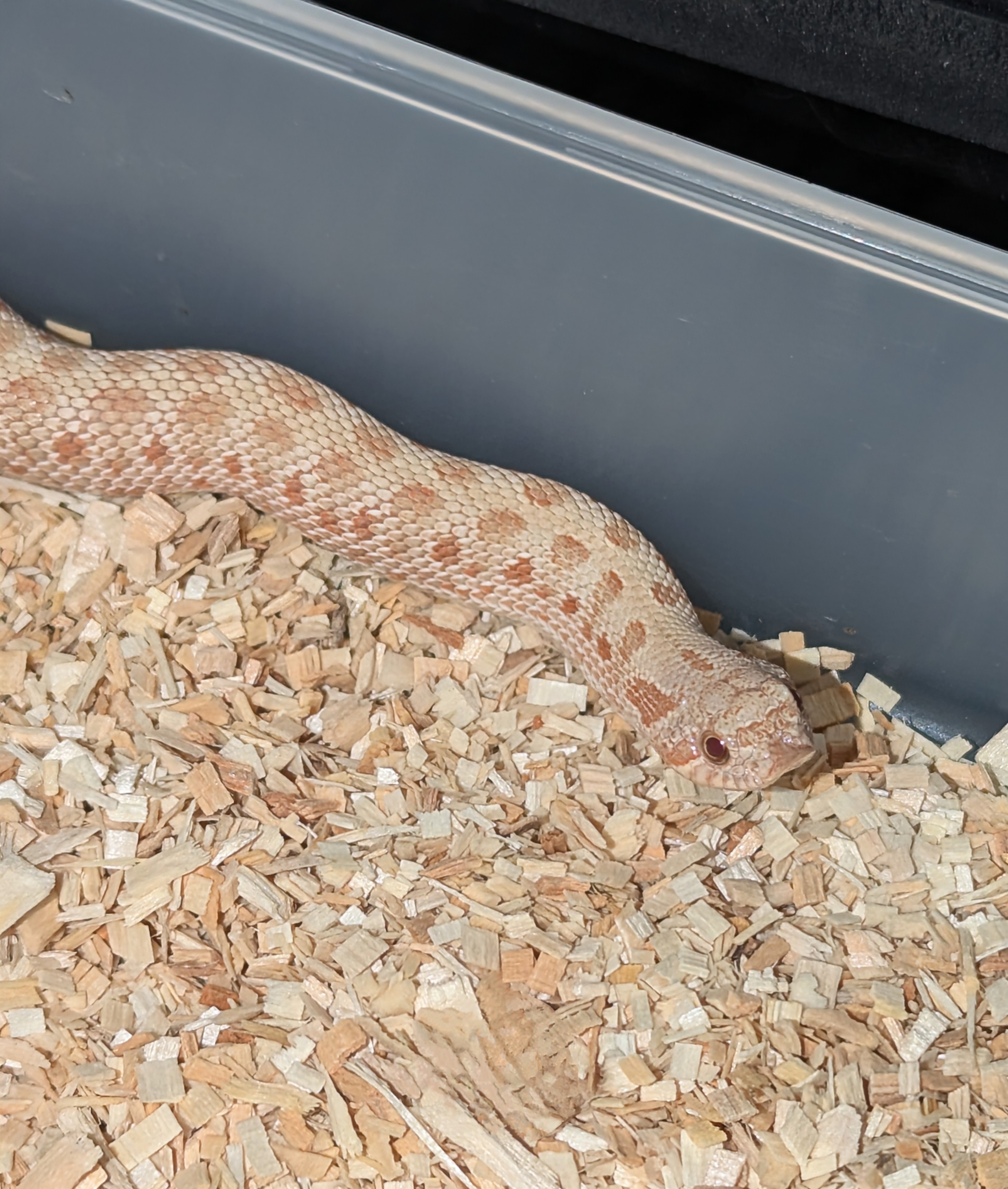 Frost Anaconda western hognose morph