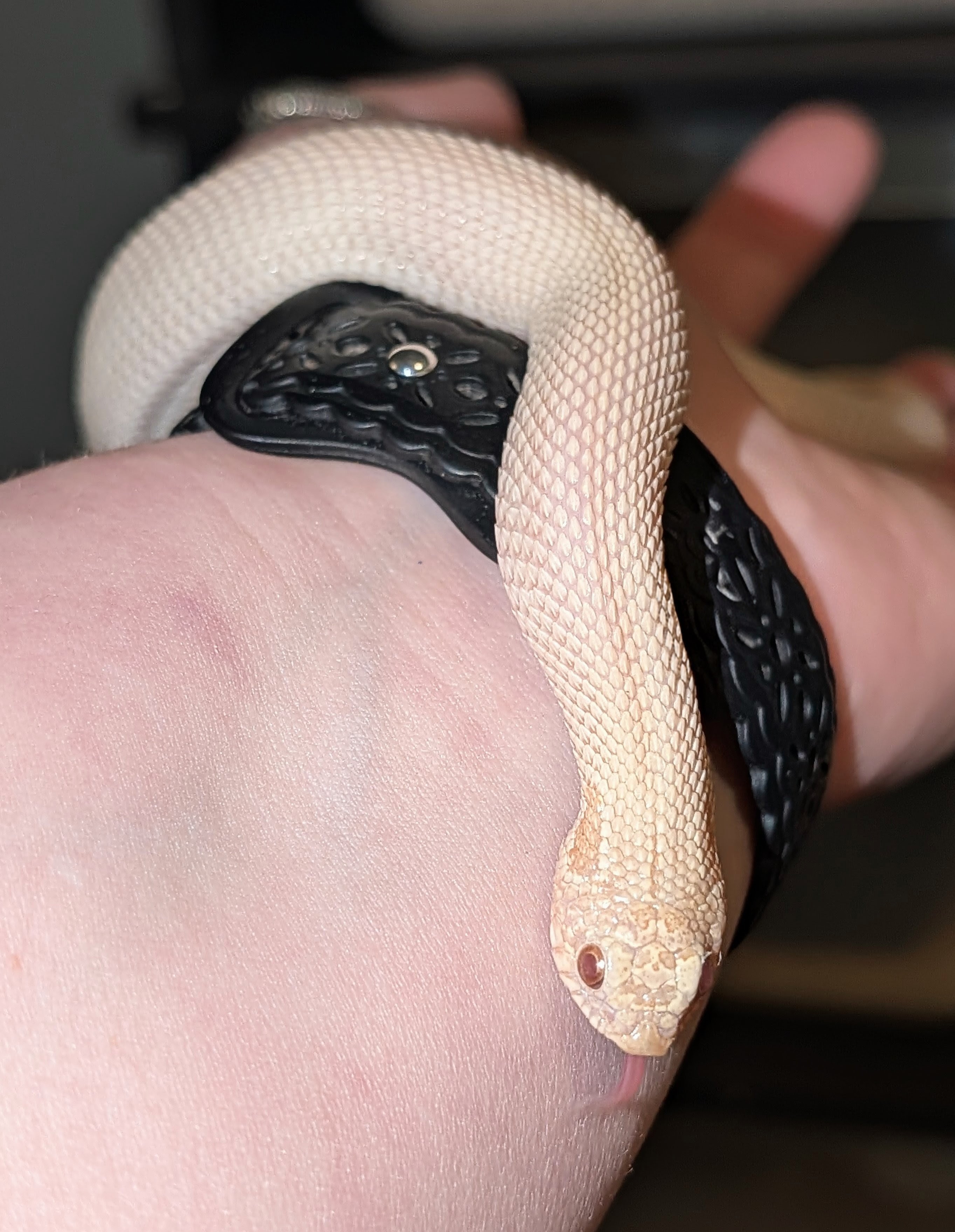 Frost Superconda western hognose morph