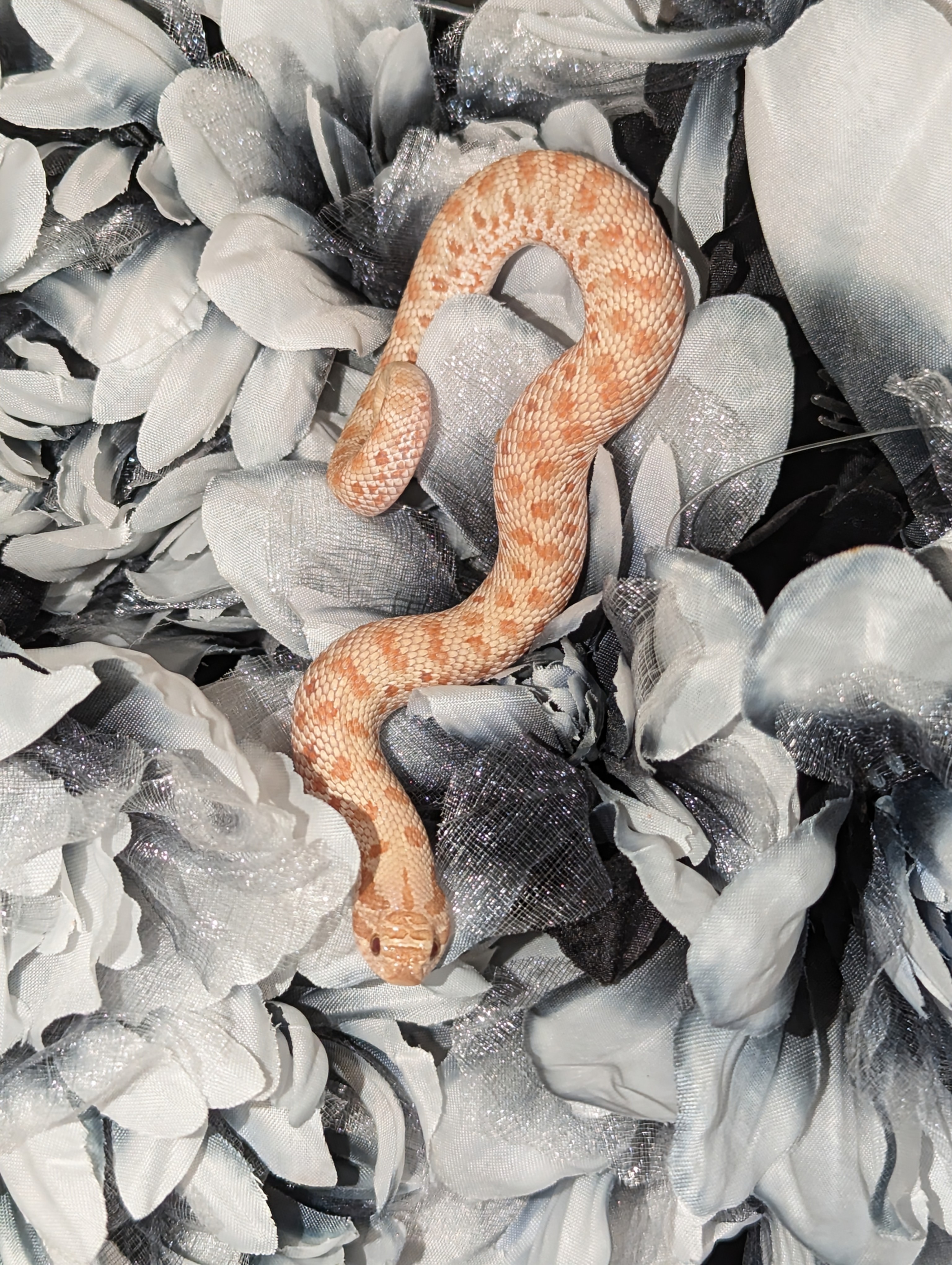 Frost western hognose morph