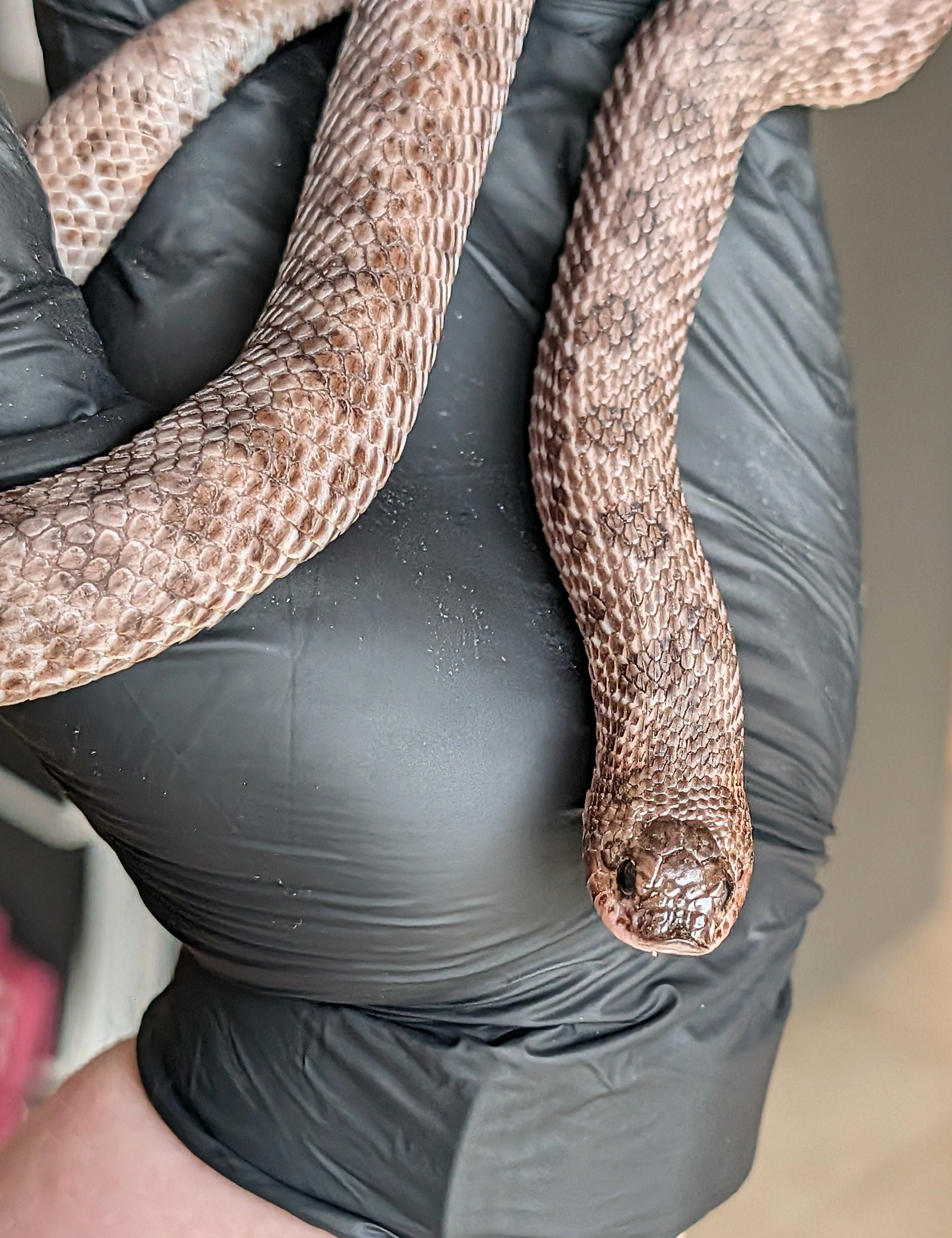 Chocolate Superarctic western hognose morph