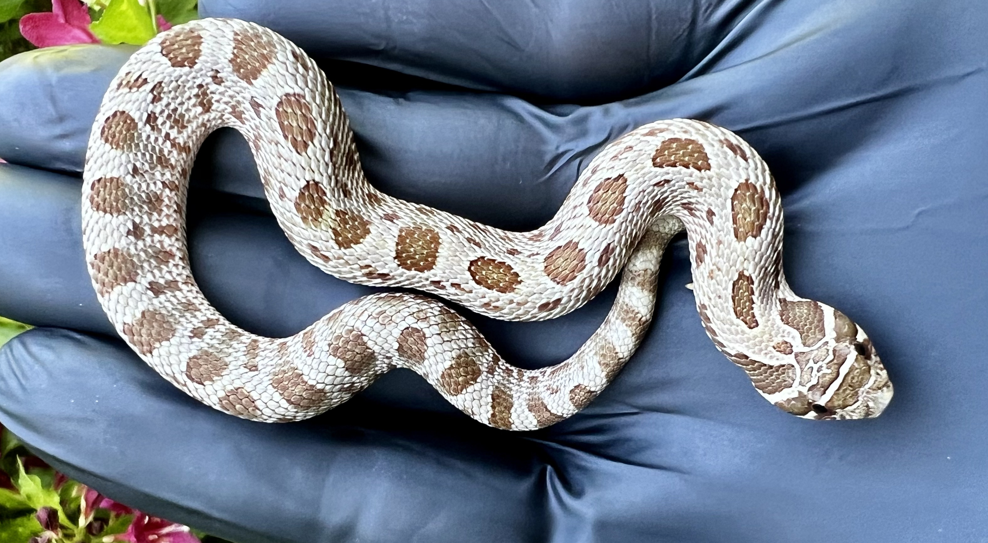 Anaconda western hognose morph