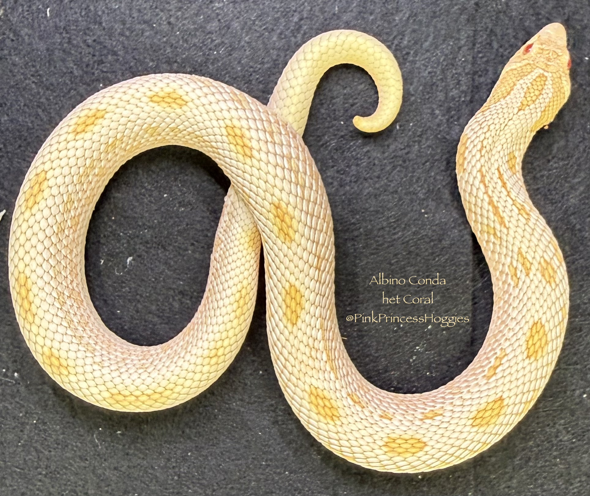 Coral western hognose morph