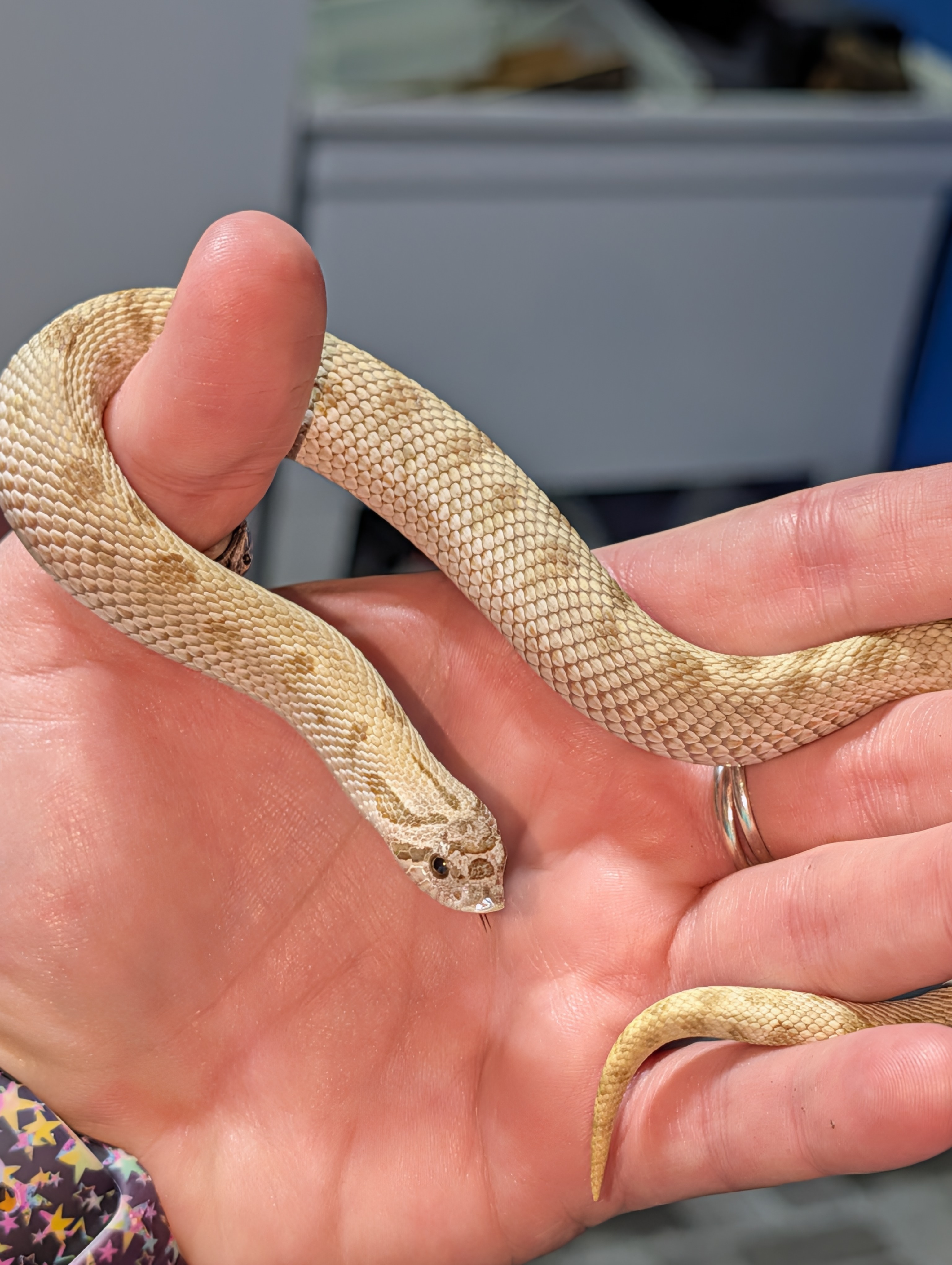 Frappuccino western hognose morph