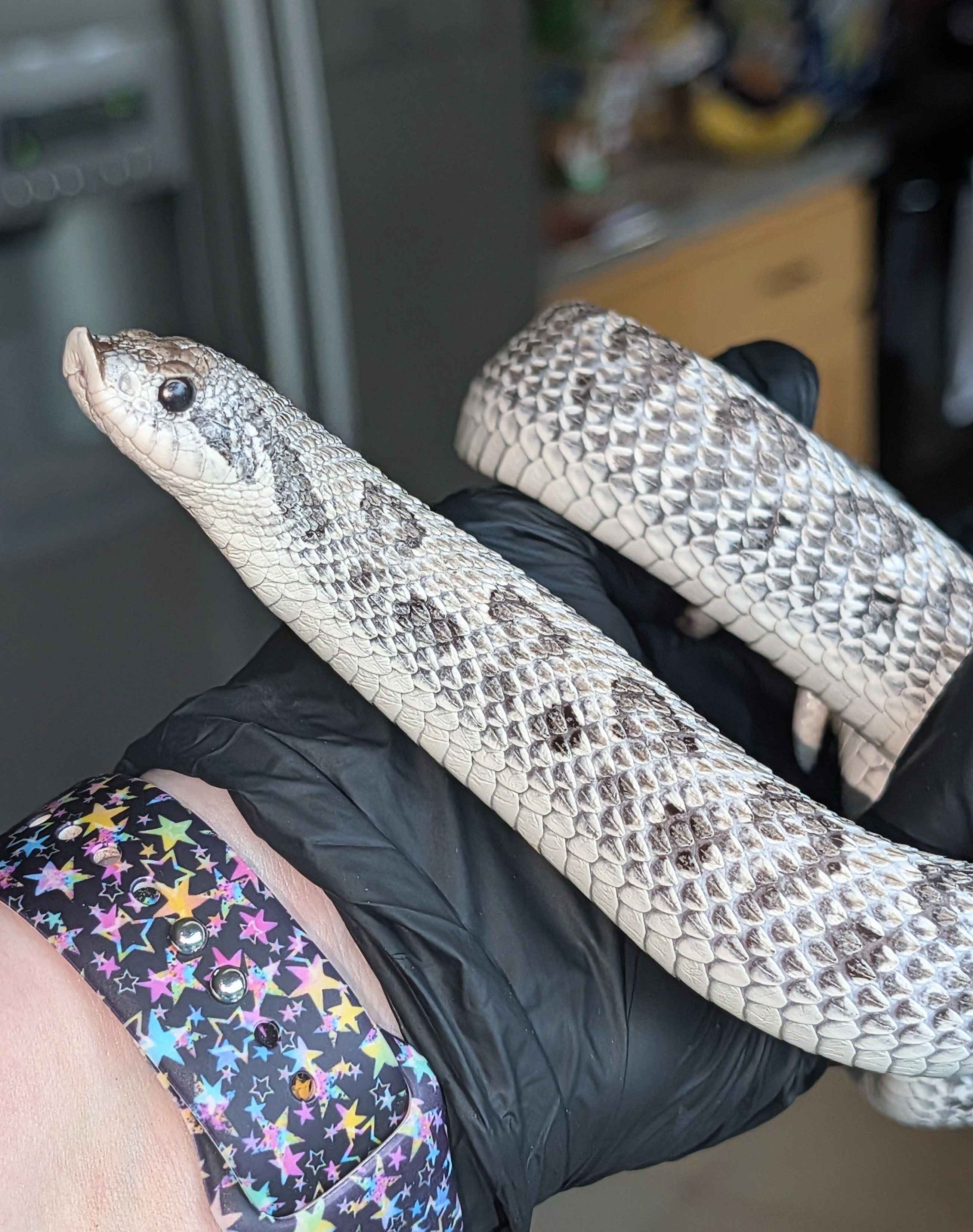 Frostbite Arctic Anaconda western hognose morph
