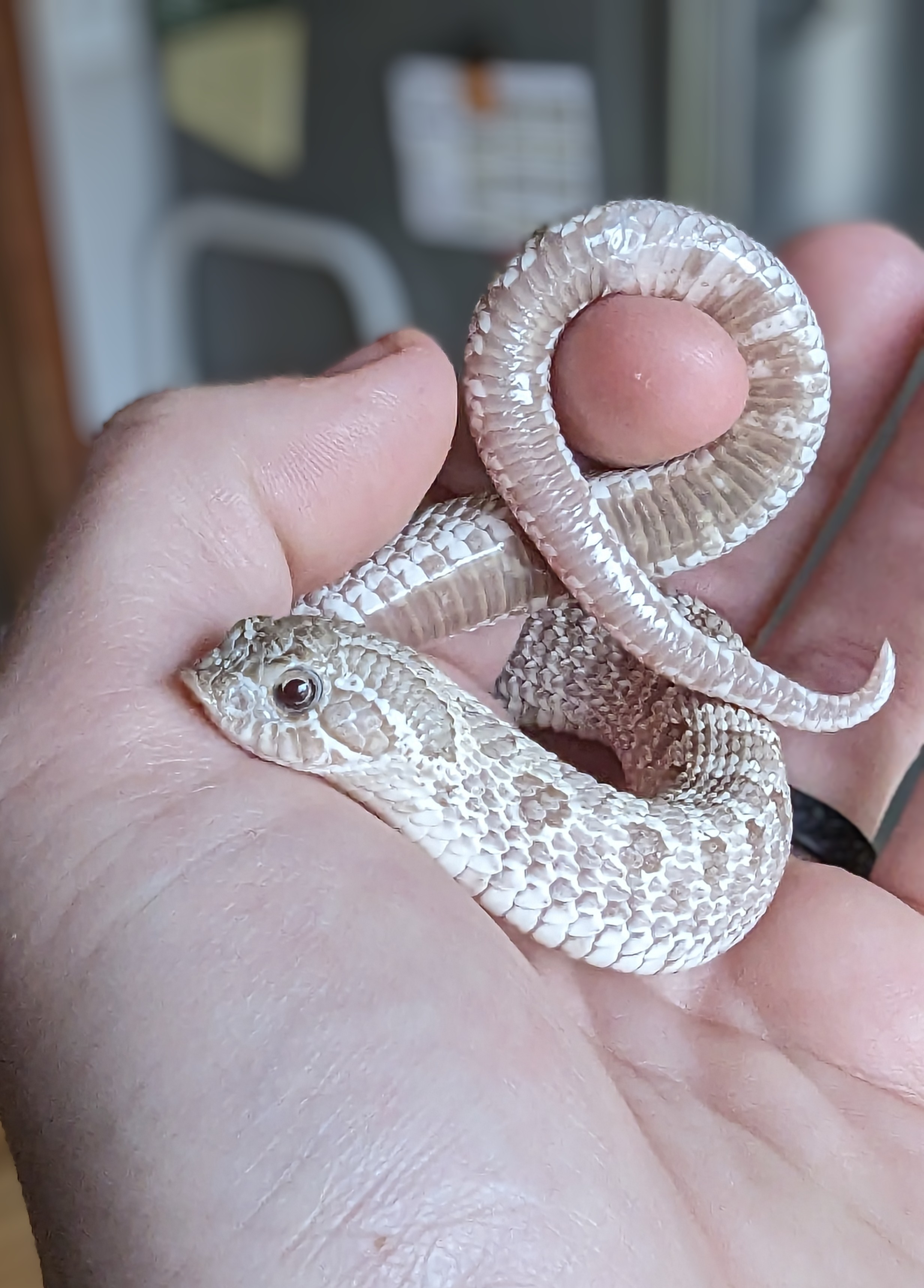 Ghost western hognose morph