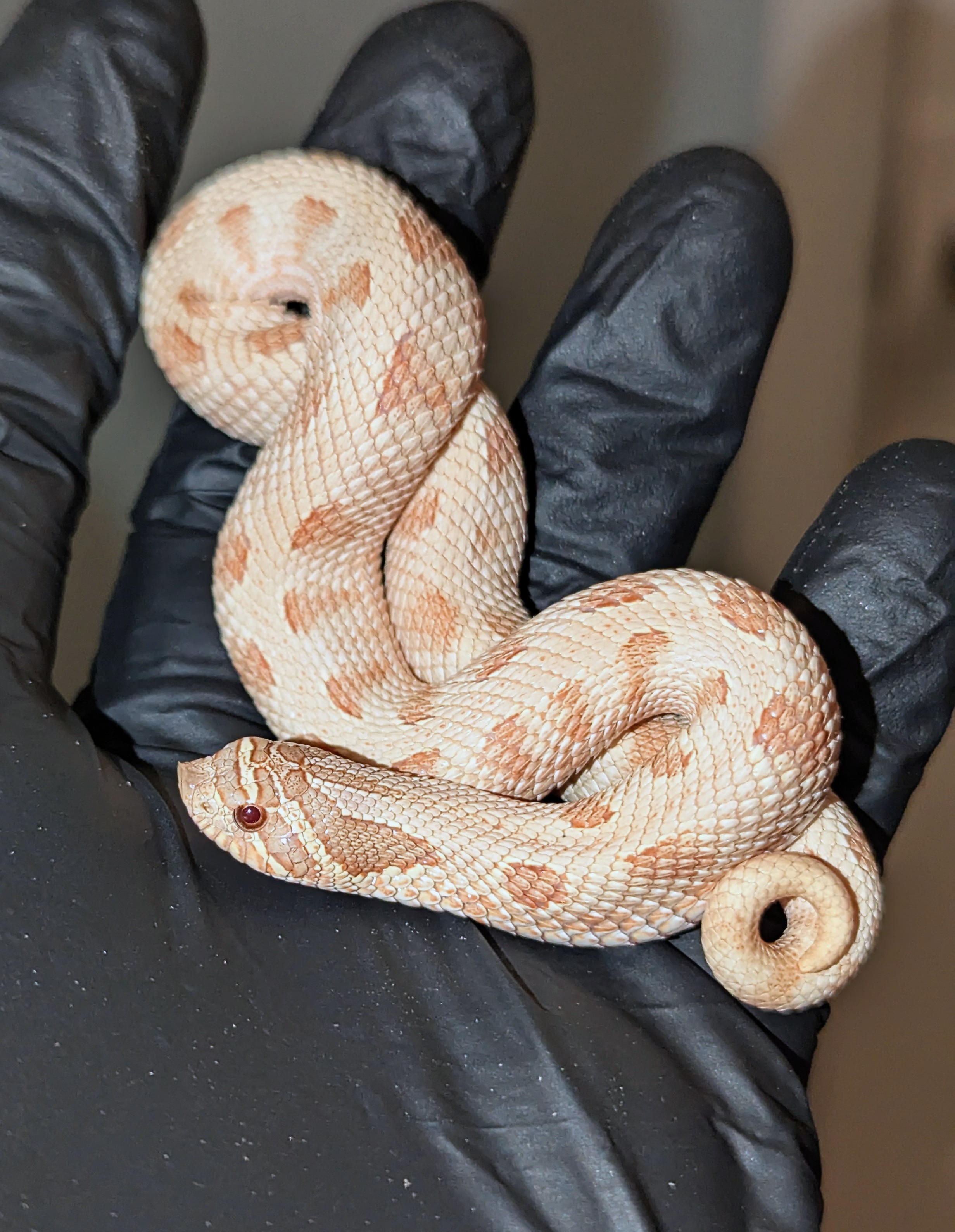 Hypo Anaconda western hognose morph