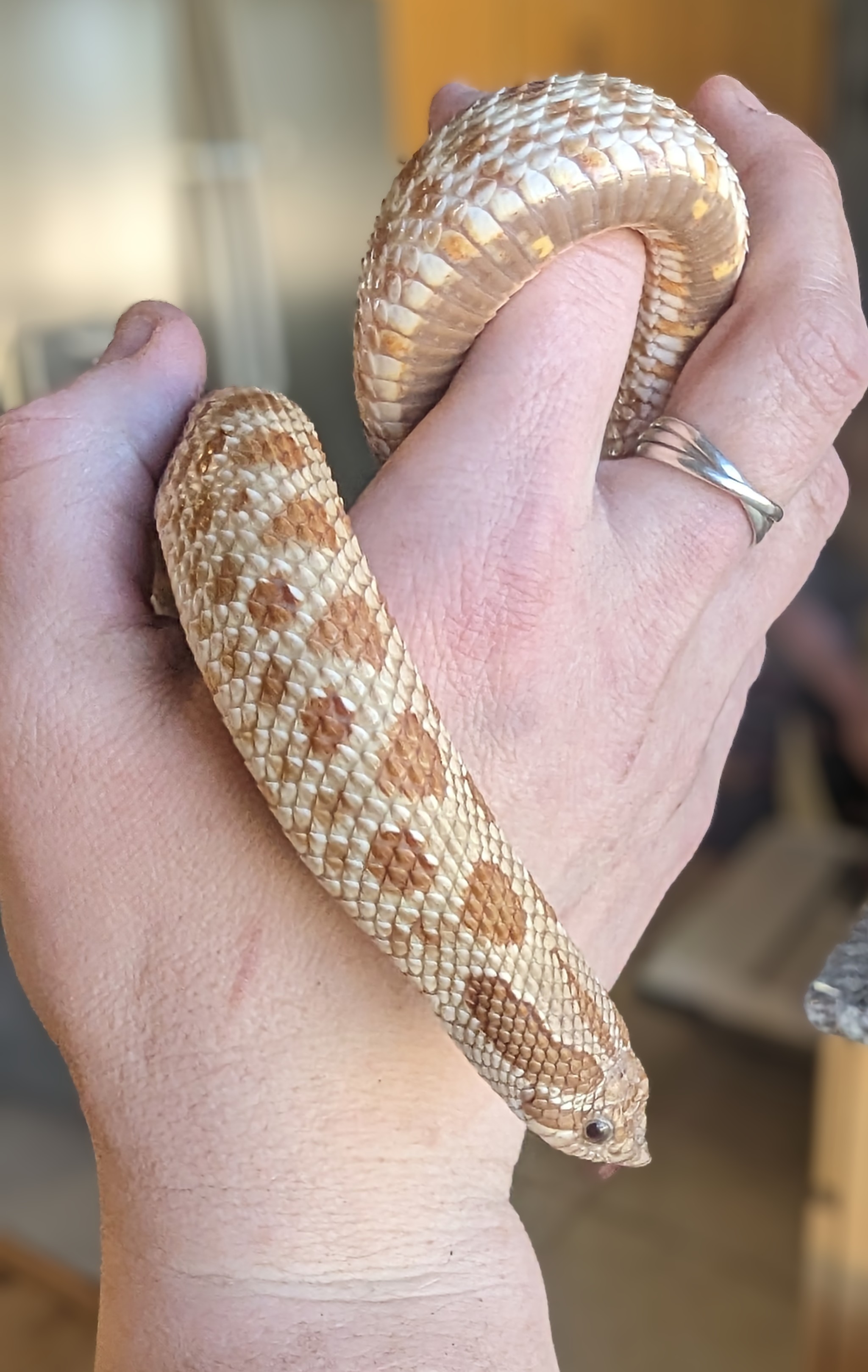 Hypo western hognose morph