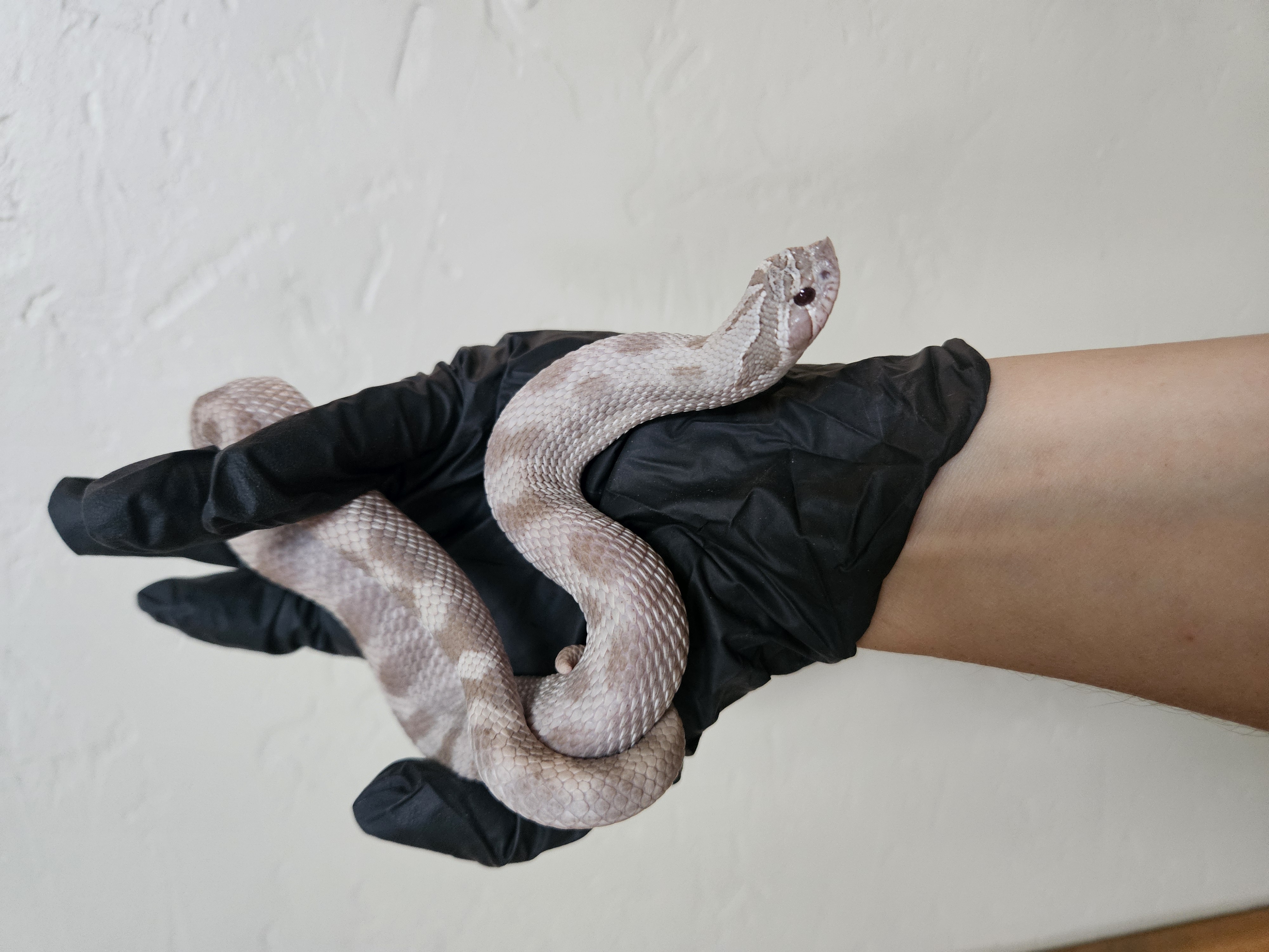 Lavender Anaconda western hognose morph