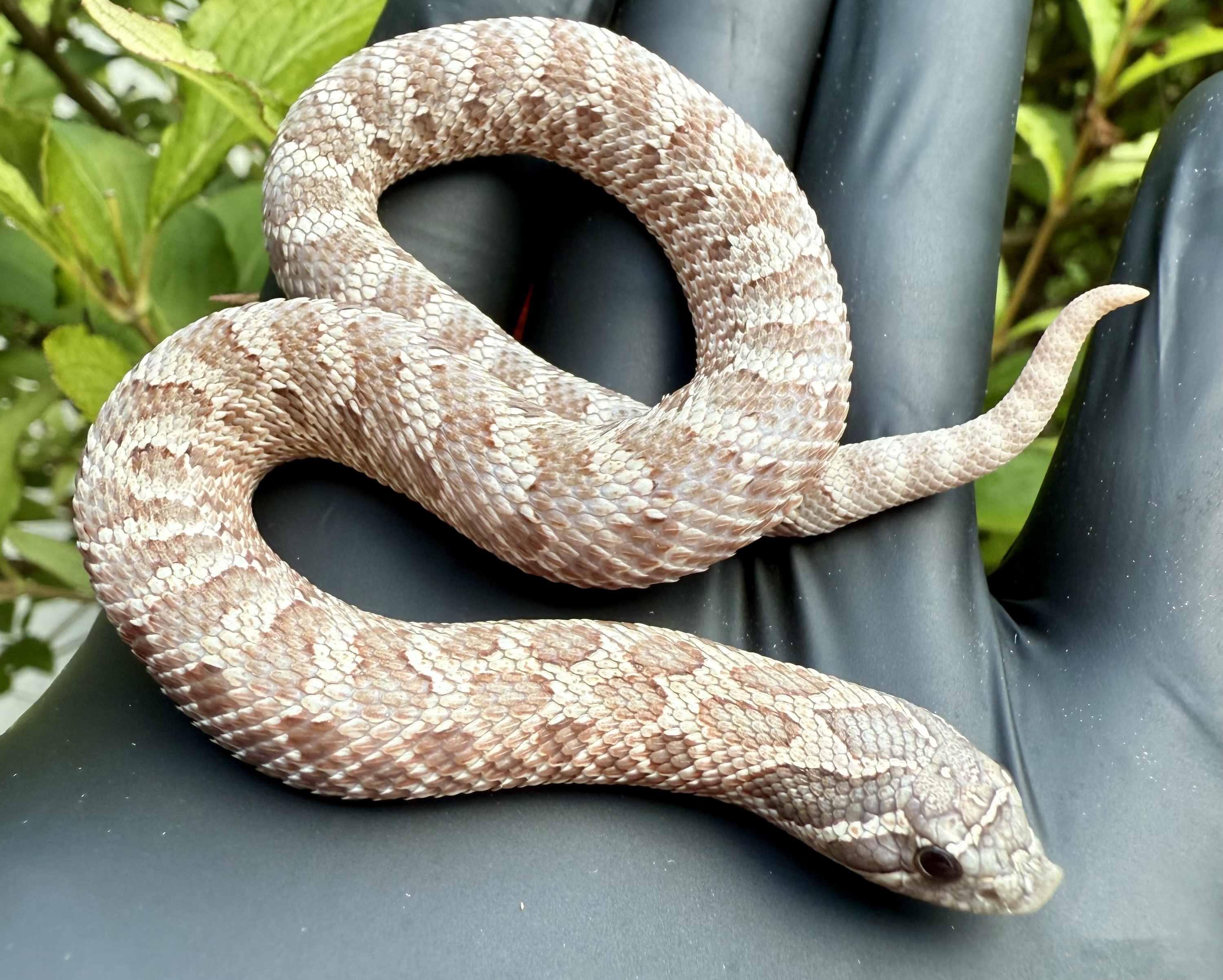 Lavender western hognose morph