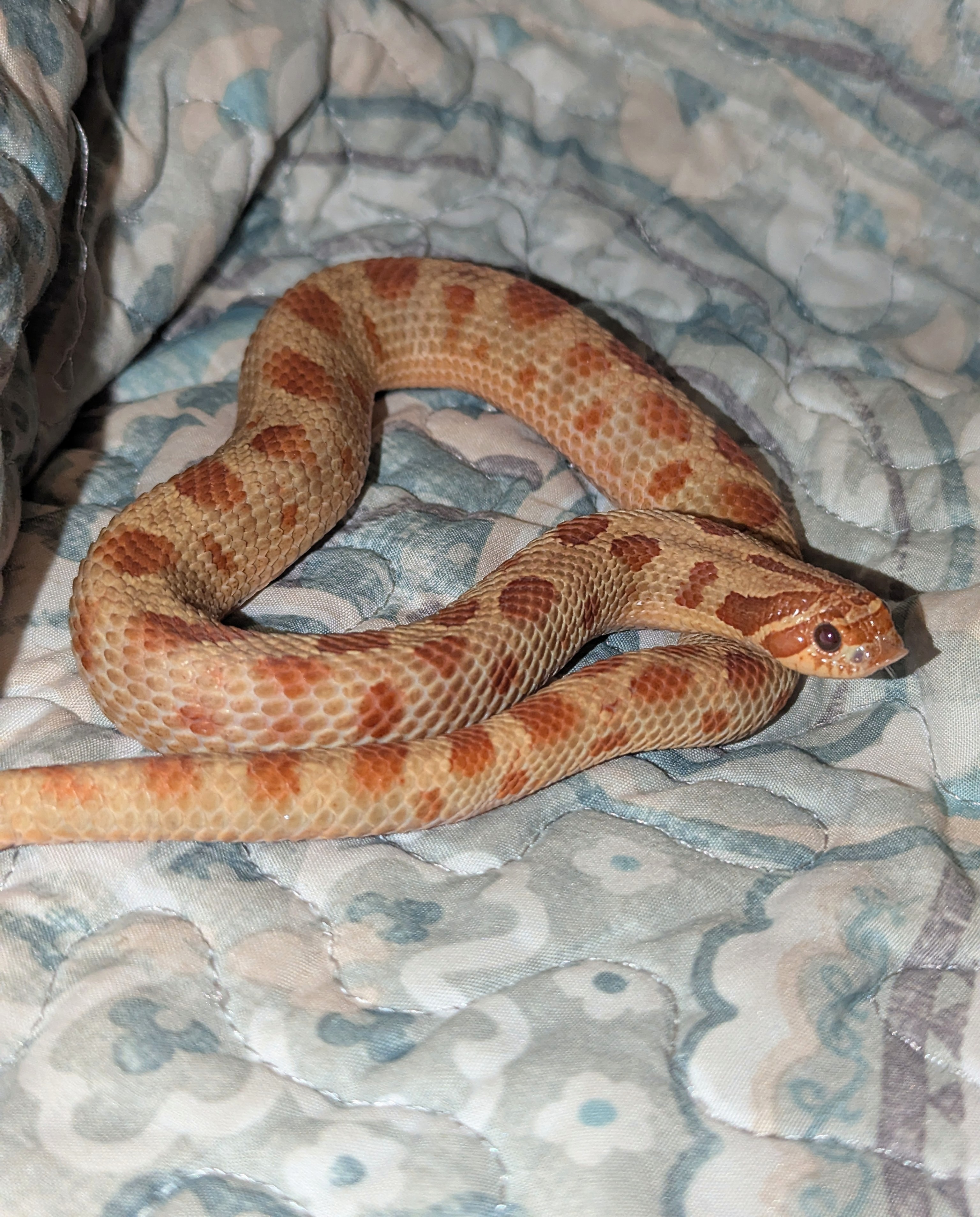 Mai Tai Anaconda western hognose morph