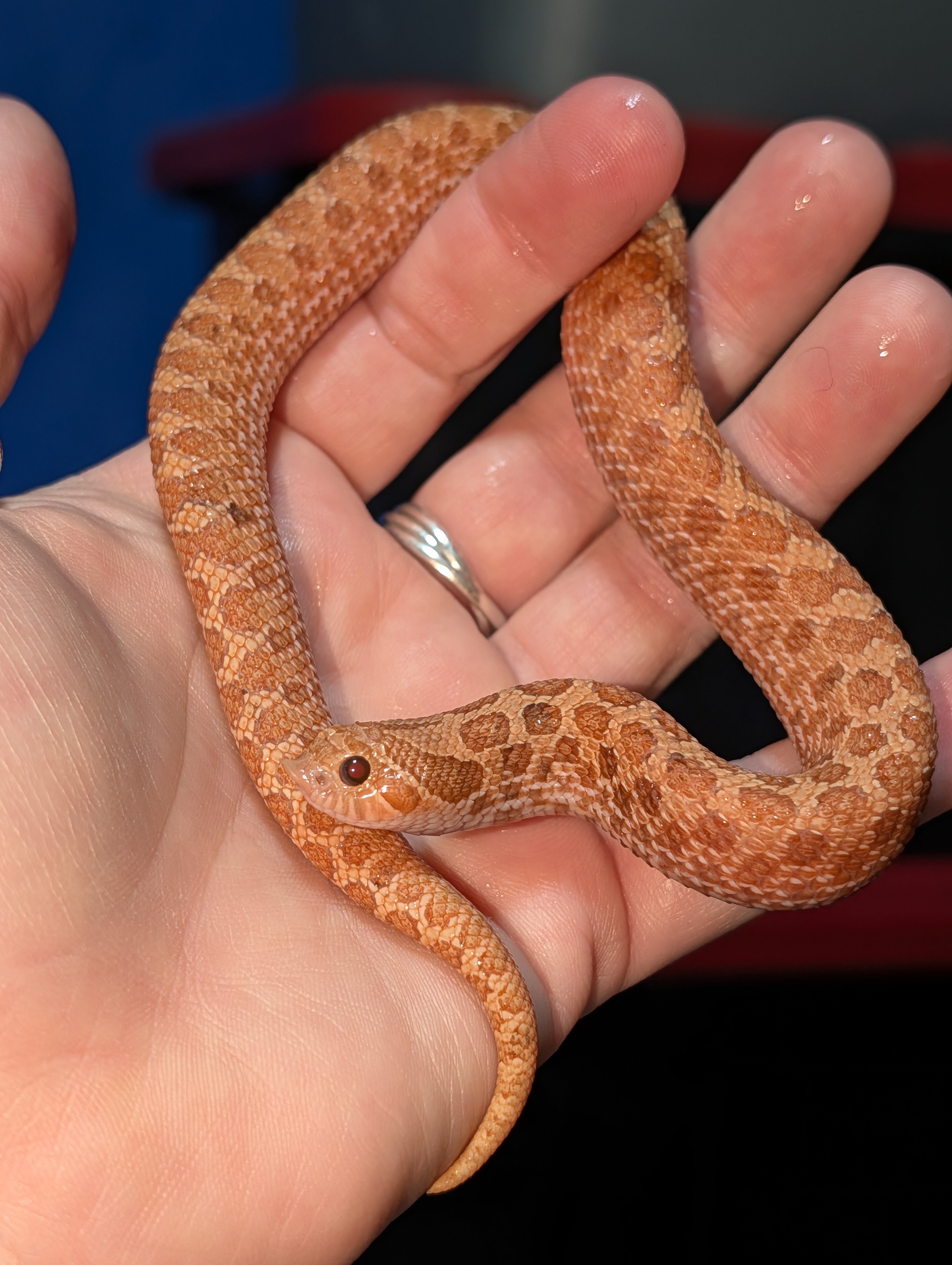 Mai Tai western hognose morph