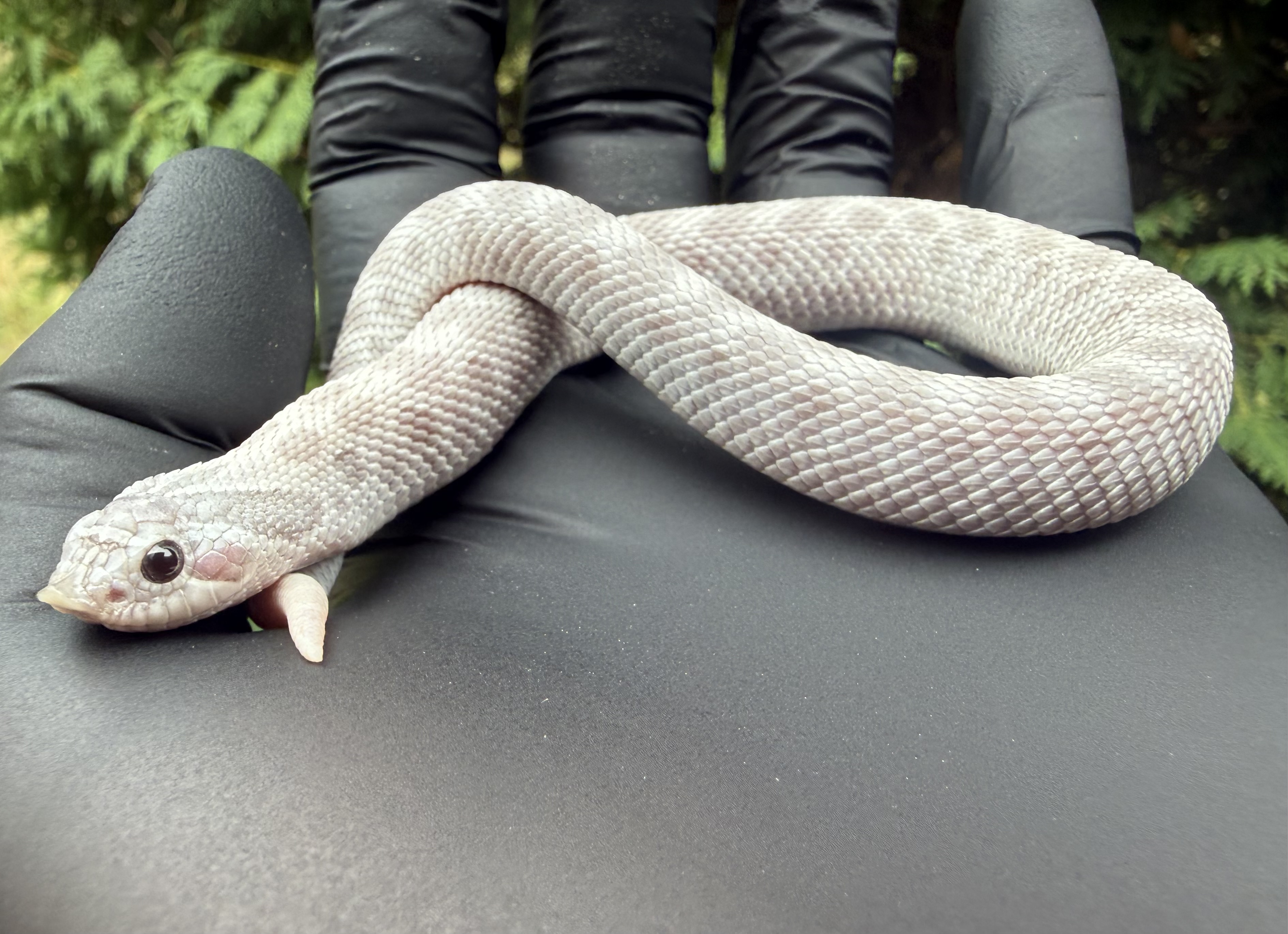Mercury western hognose morph