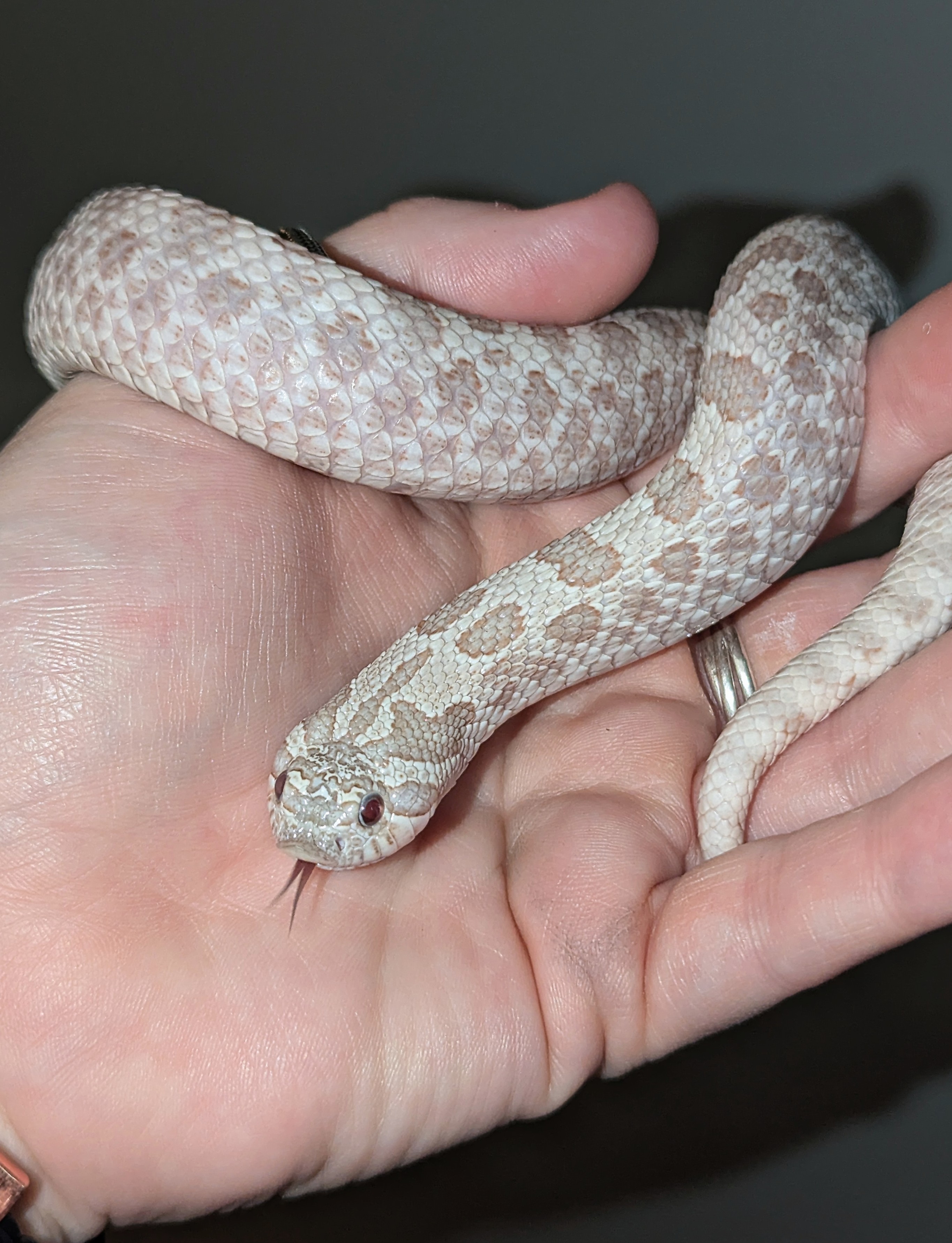 Moondust western hognose morph