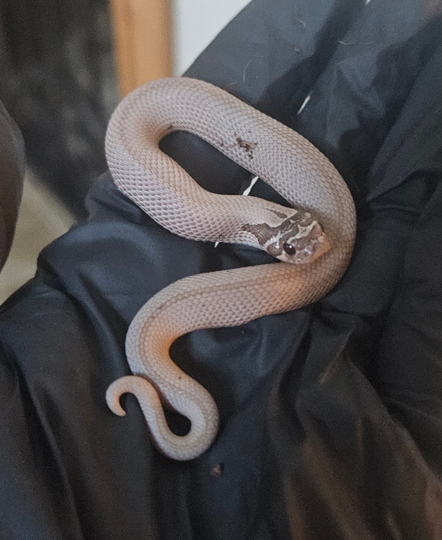 Moonlight western hognose morph