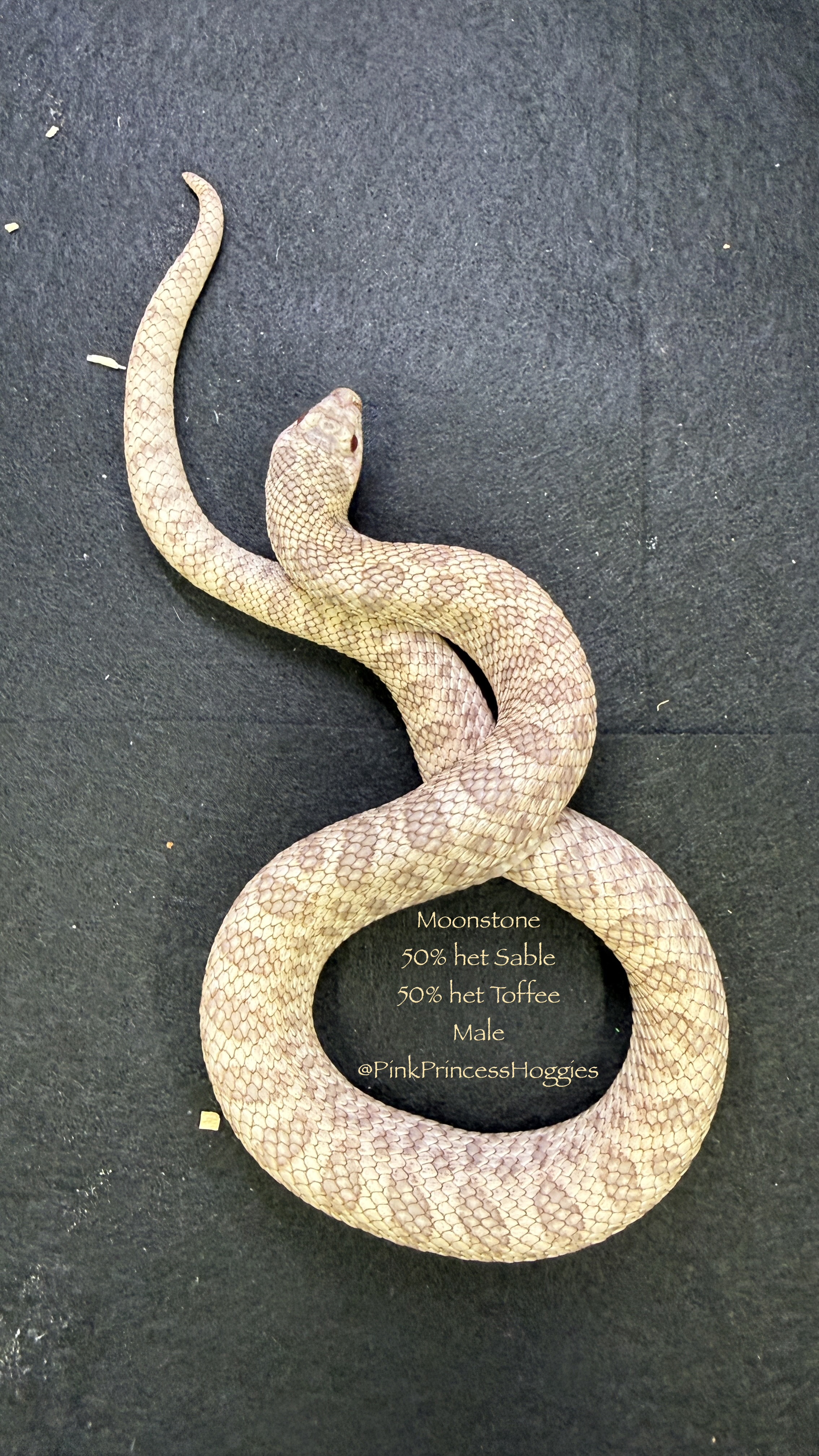 Moonstone western hognose morph