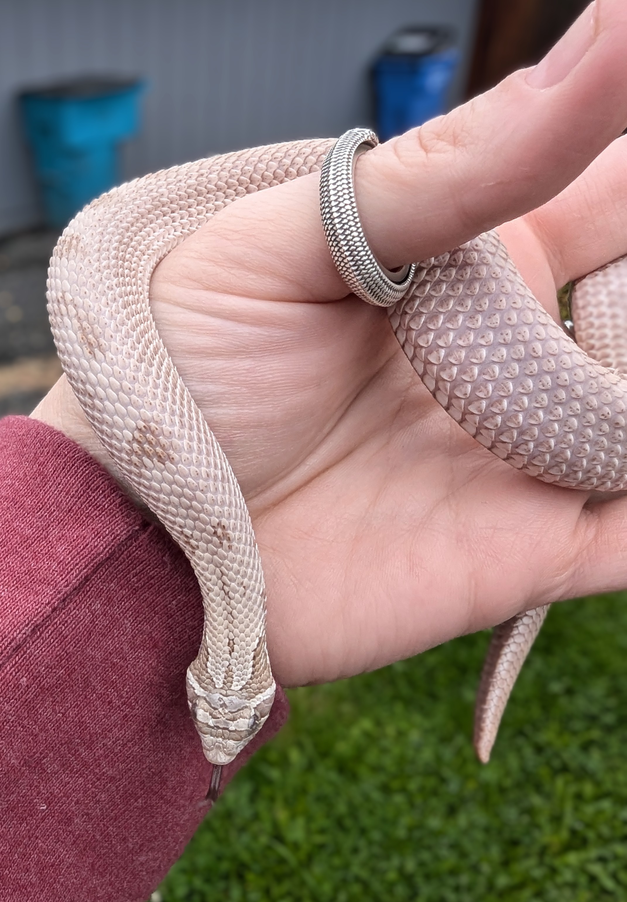 Moonstruck western hognose morph