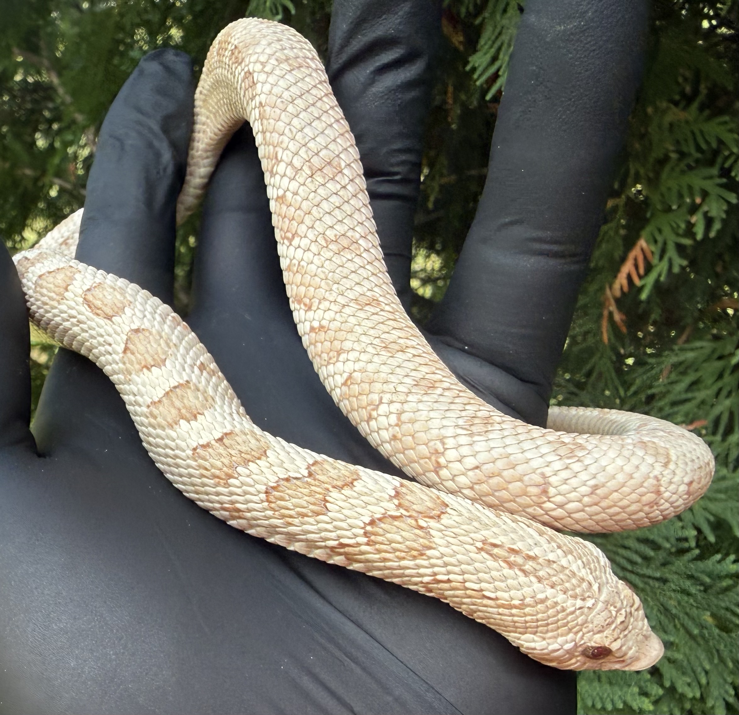 Pink Panther western hognose morph