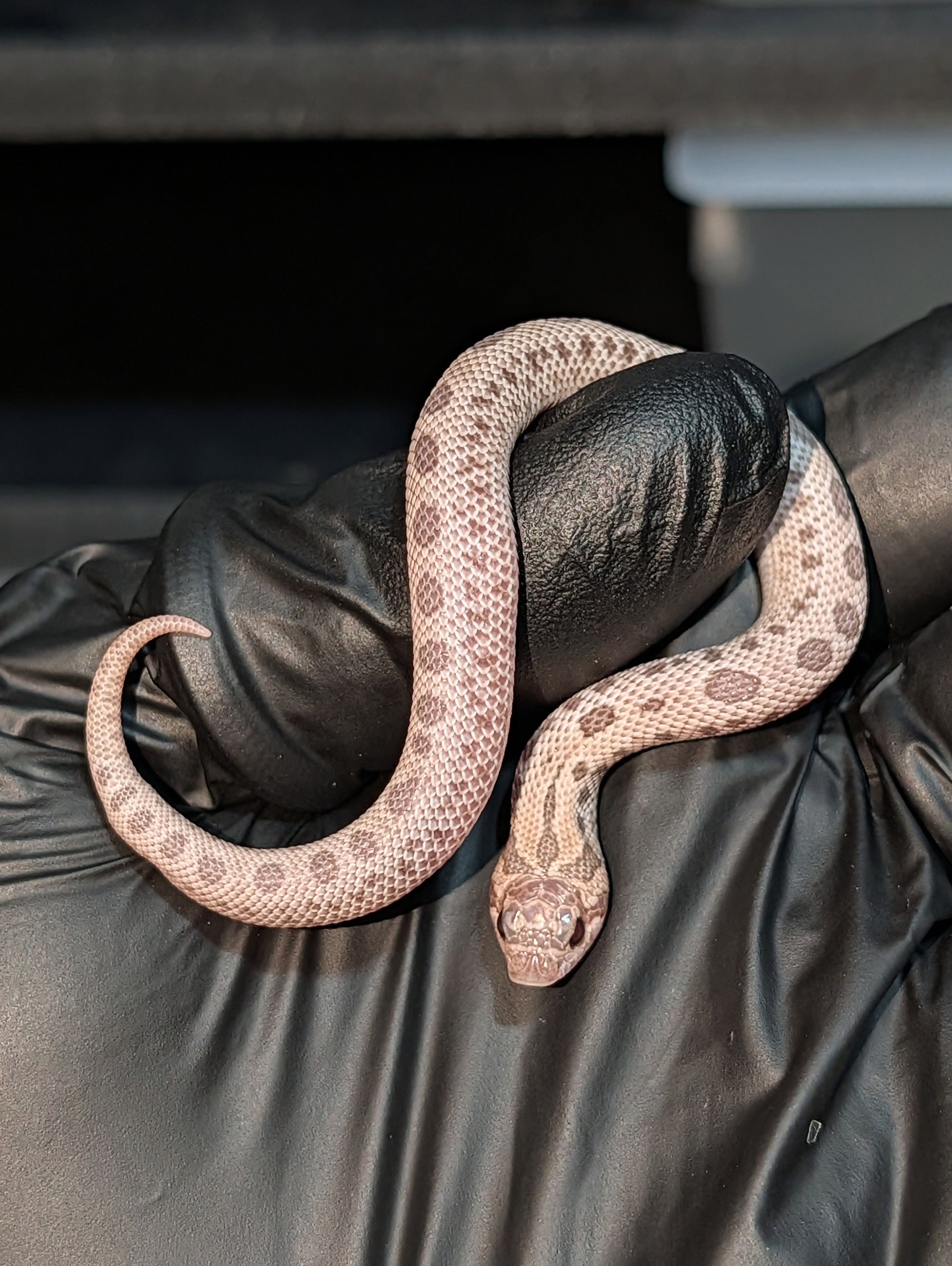 Pink Punch Anaconda western hognose morph