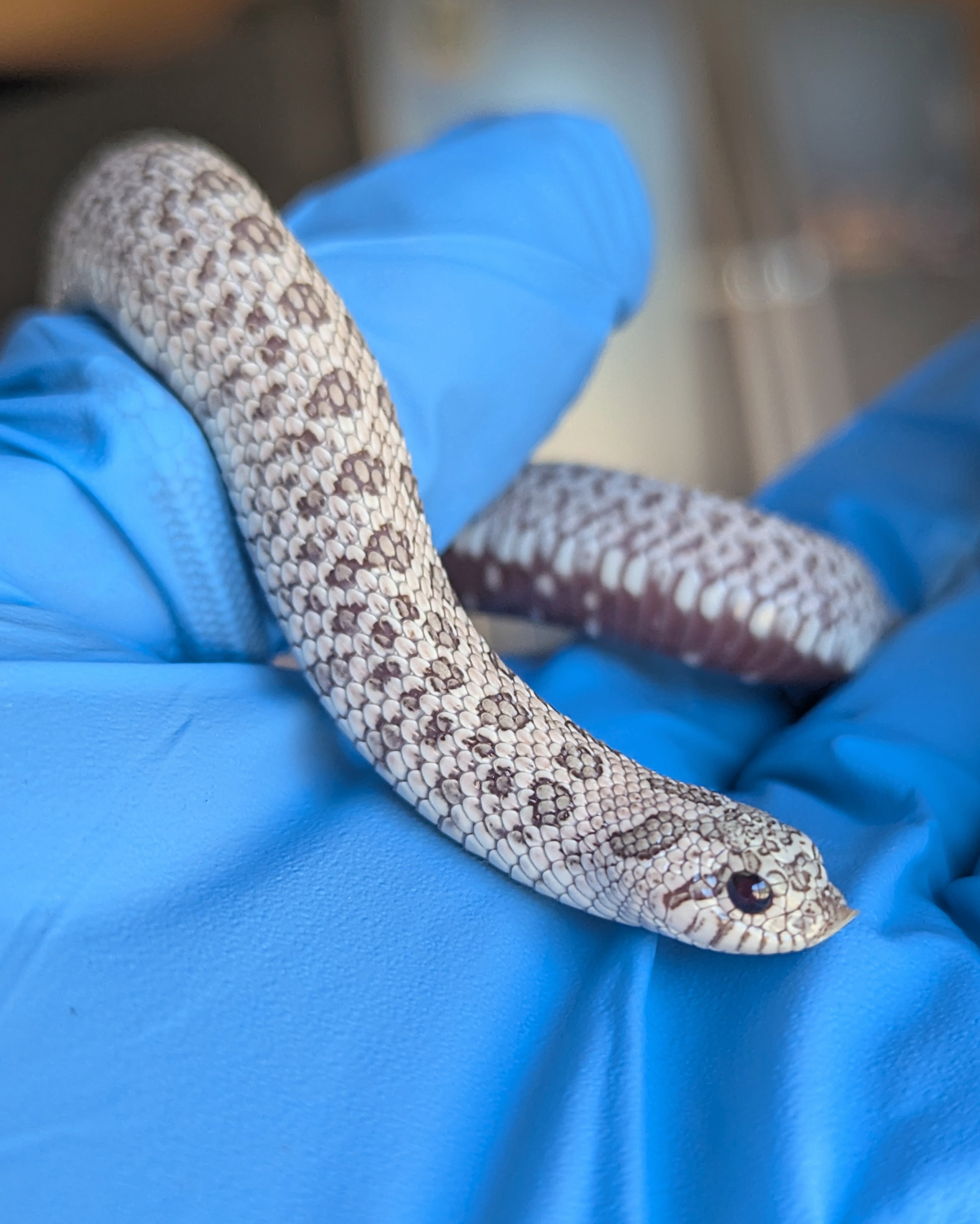 Pink Punch western hognose morph