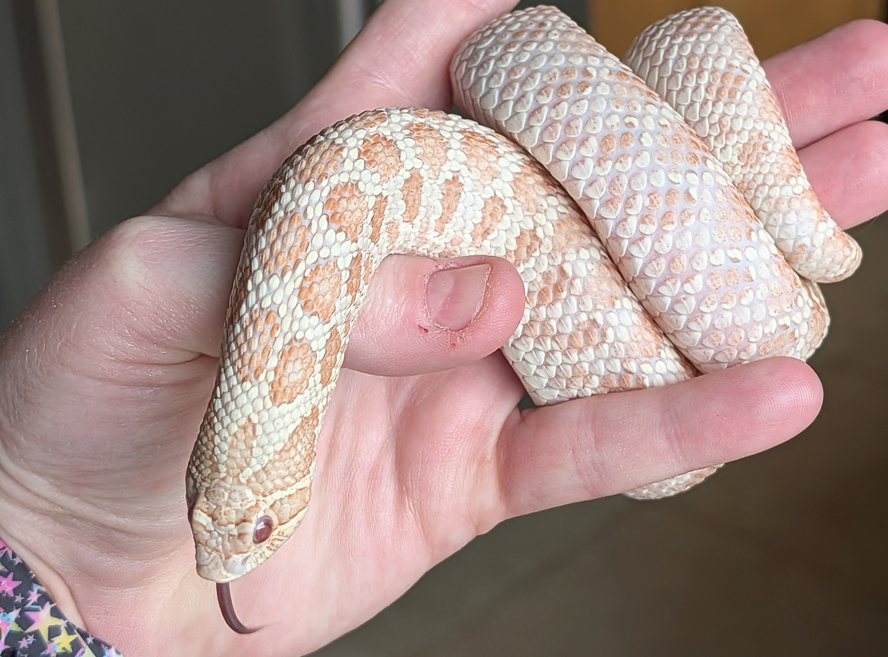 Pink Pastel Albino western hognose morph