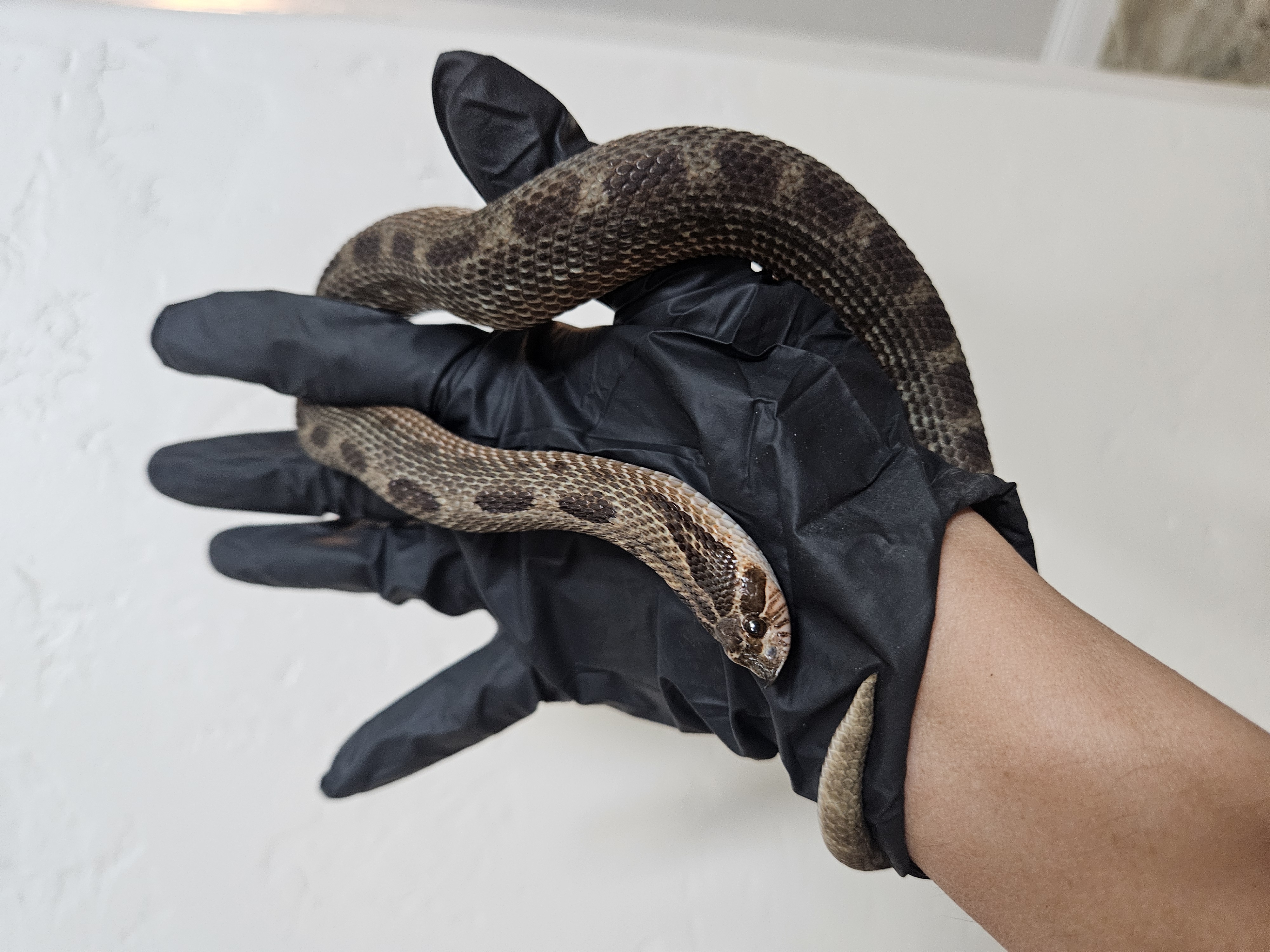 Sable Anaconda western hognose morph