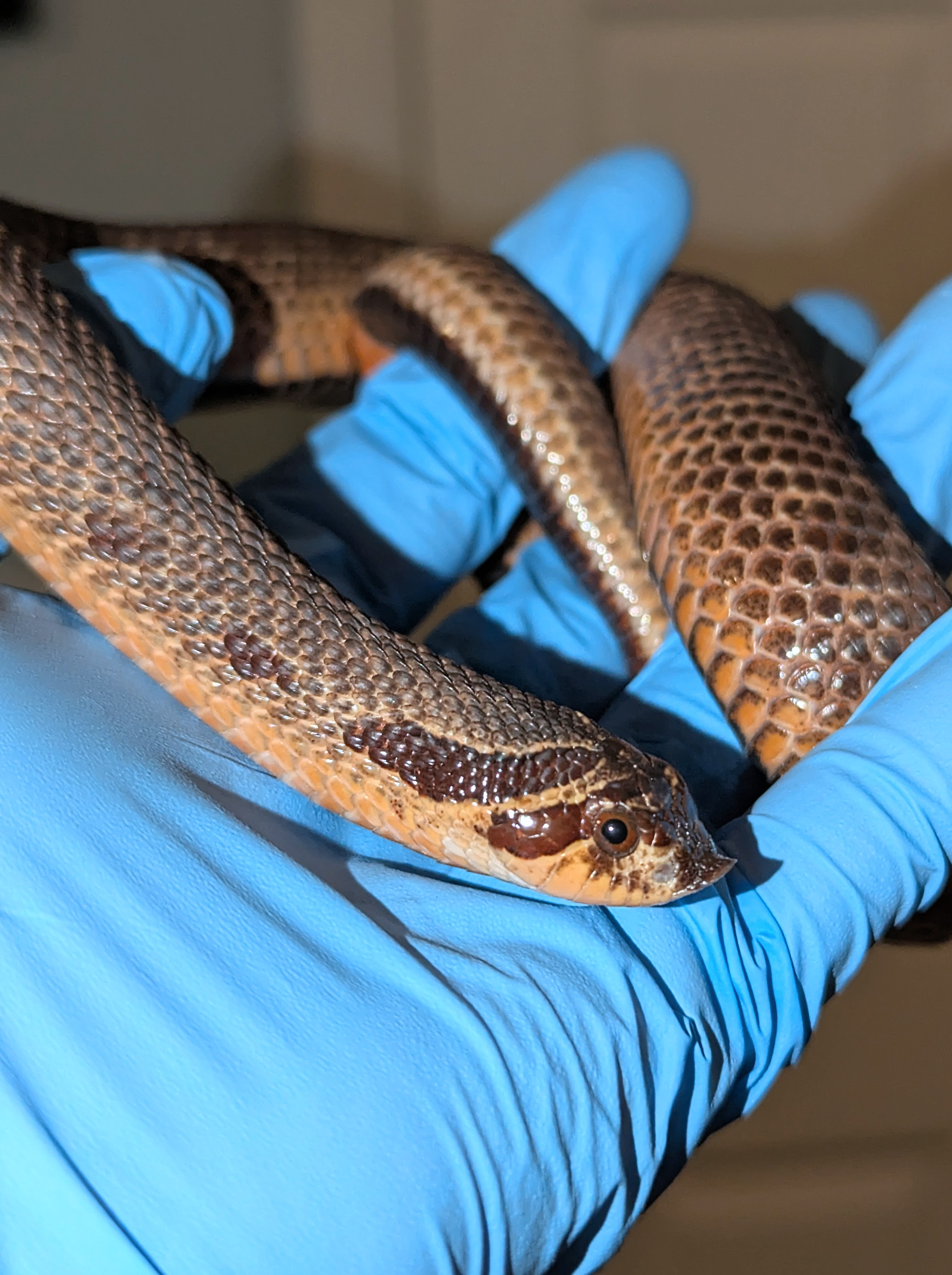 Sable Anaconda western hognose morph