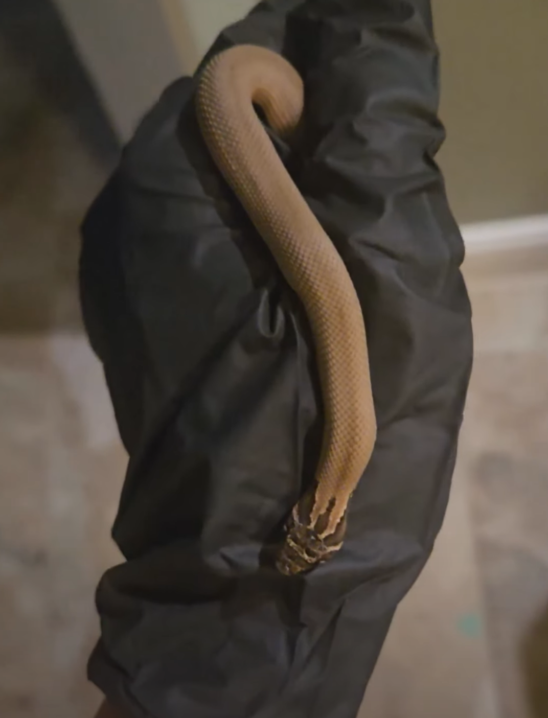 Sable Superconda western hognose morph