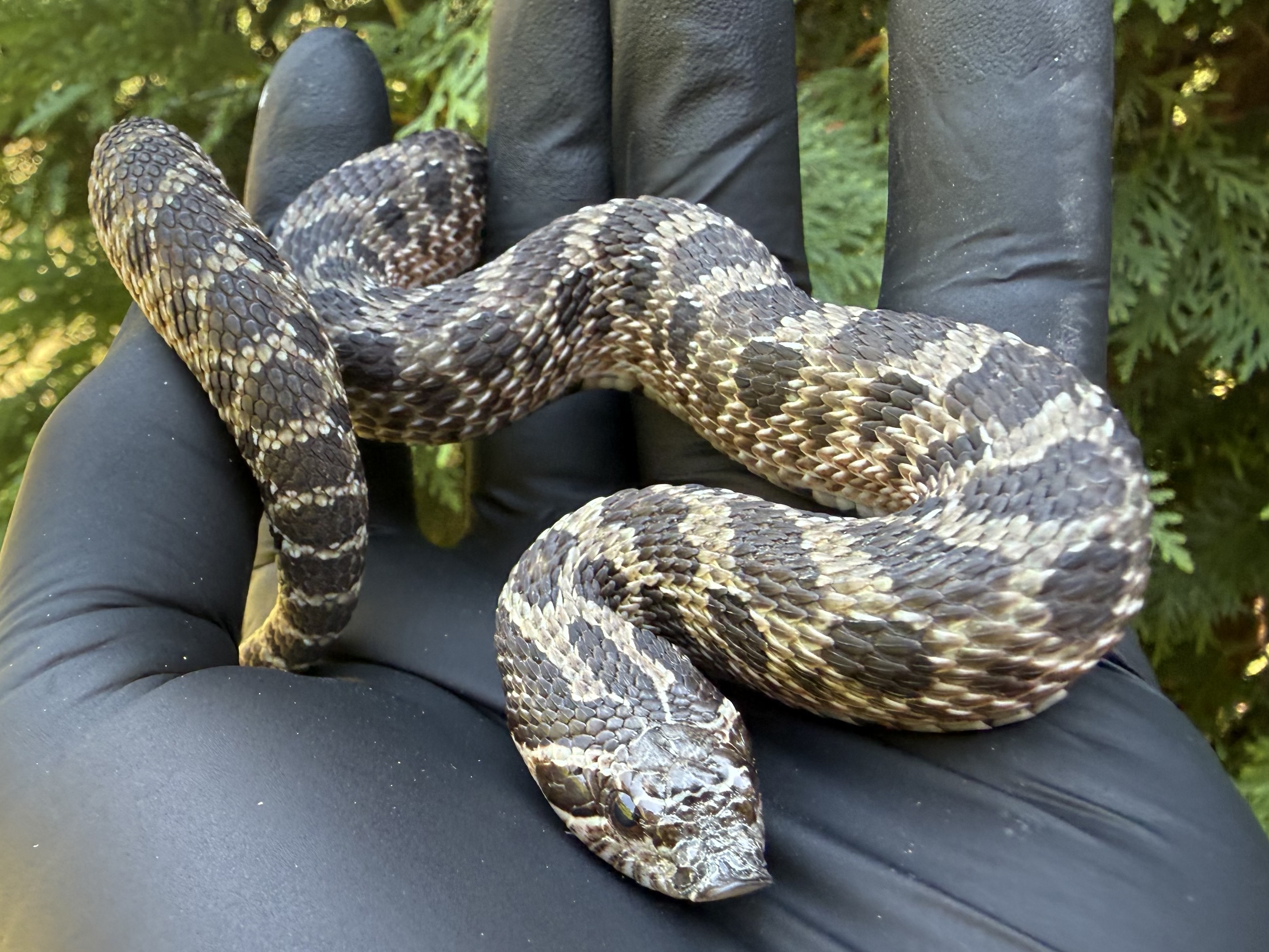 Sable western hognose morph