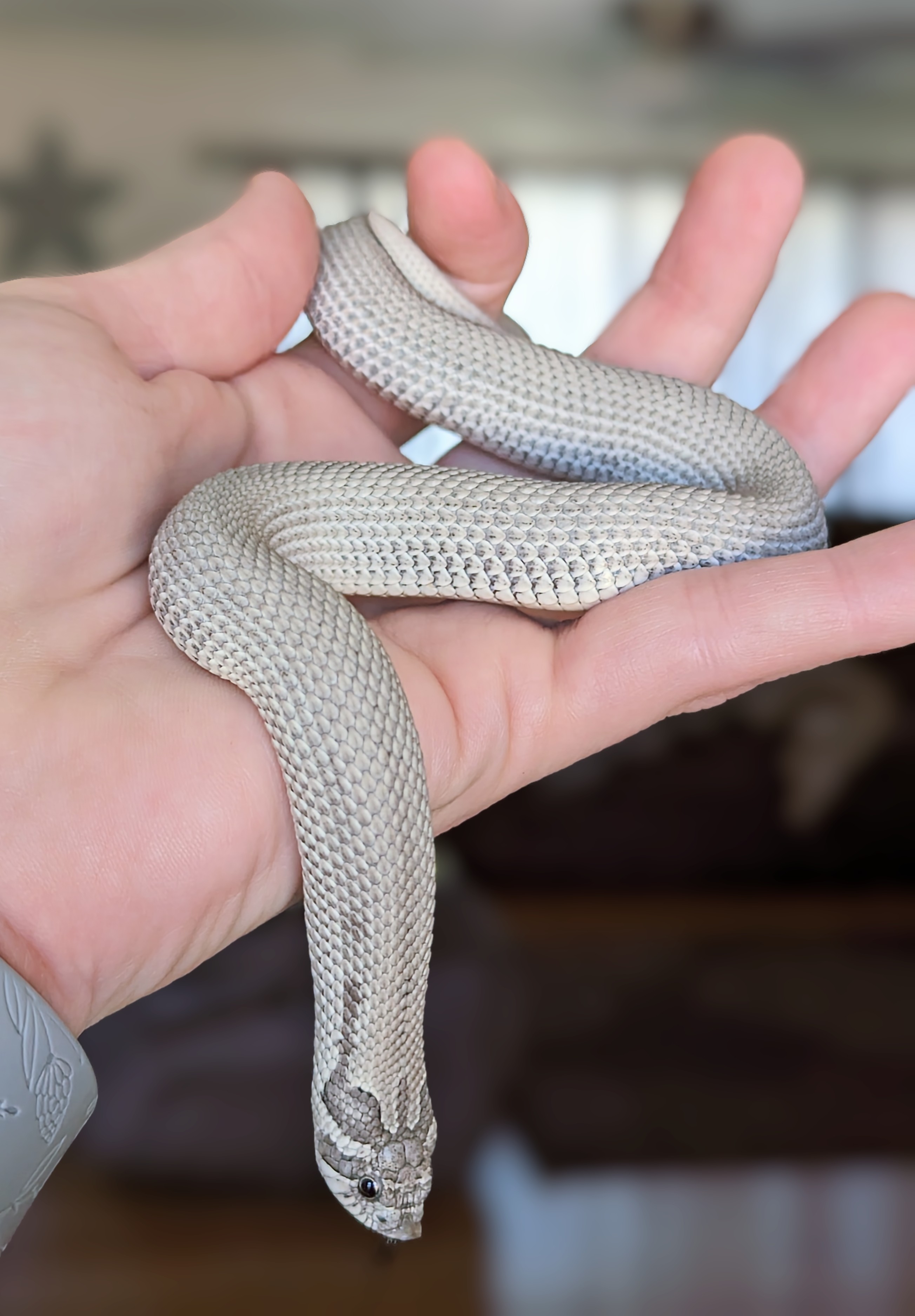 Silver Streak western hognose morph