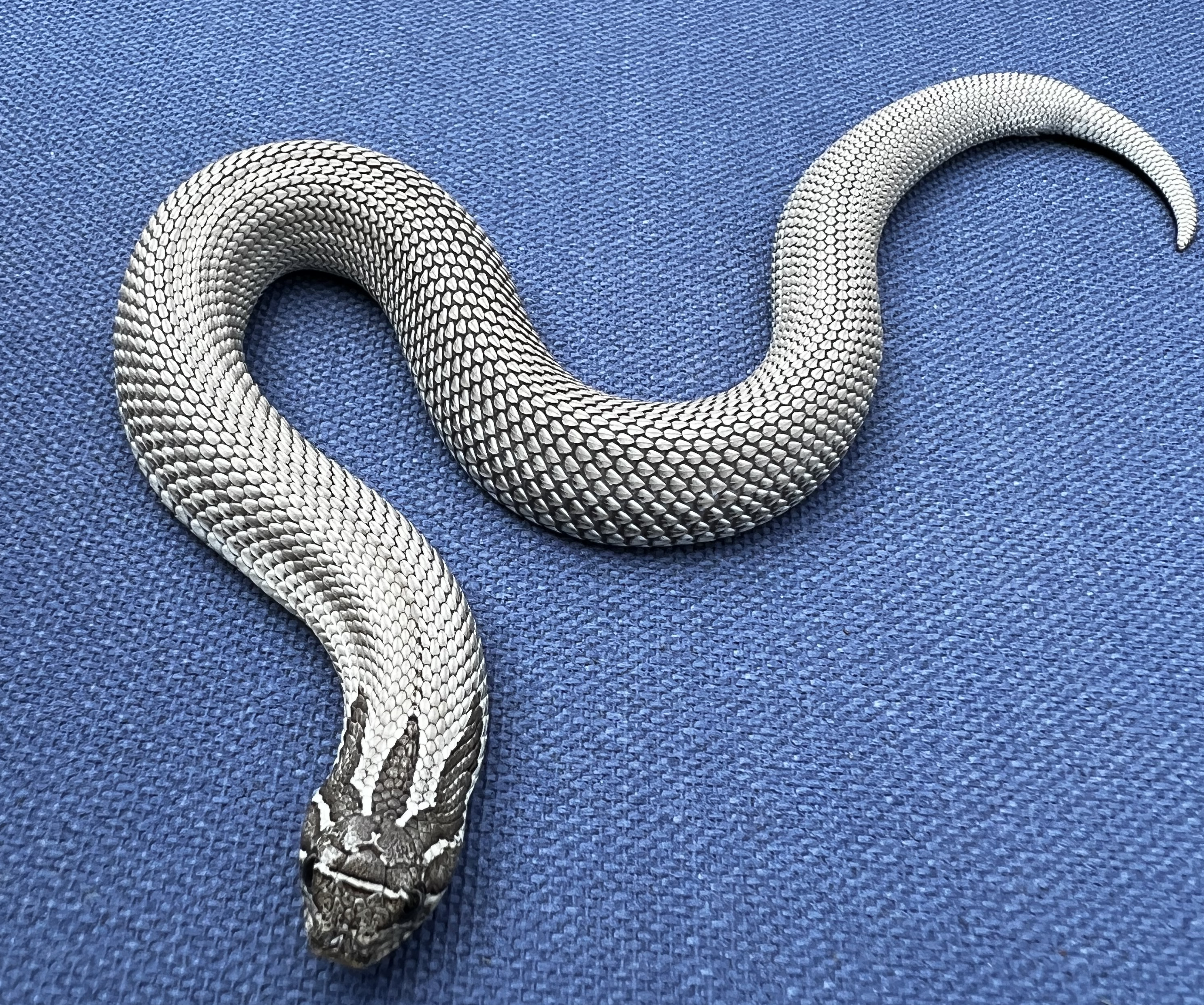 Silver Streak western hognose morph
