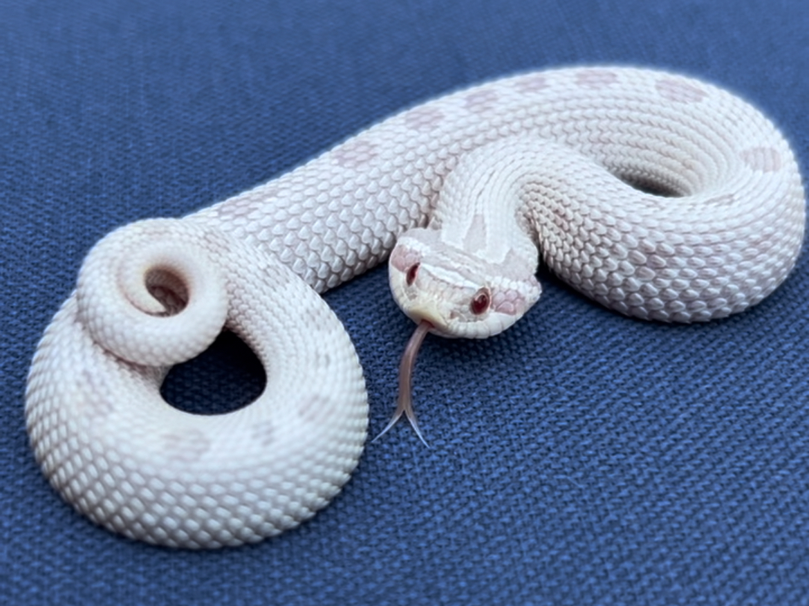 Yeti western hognose morph