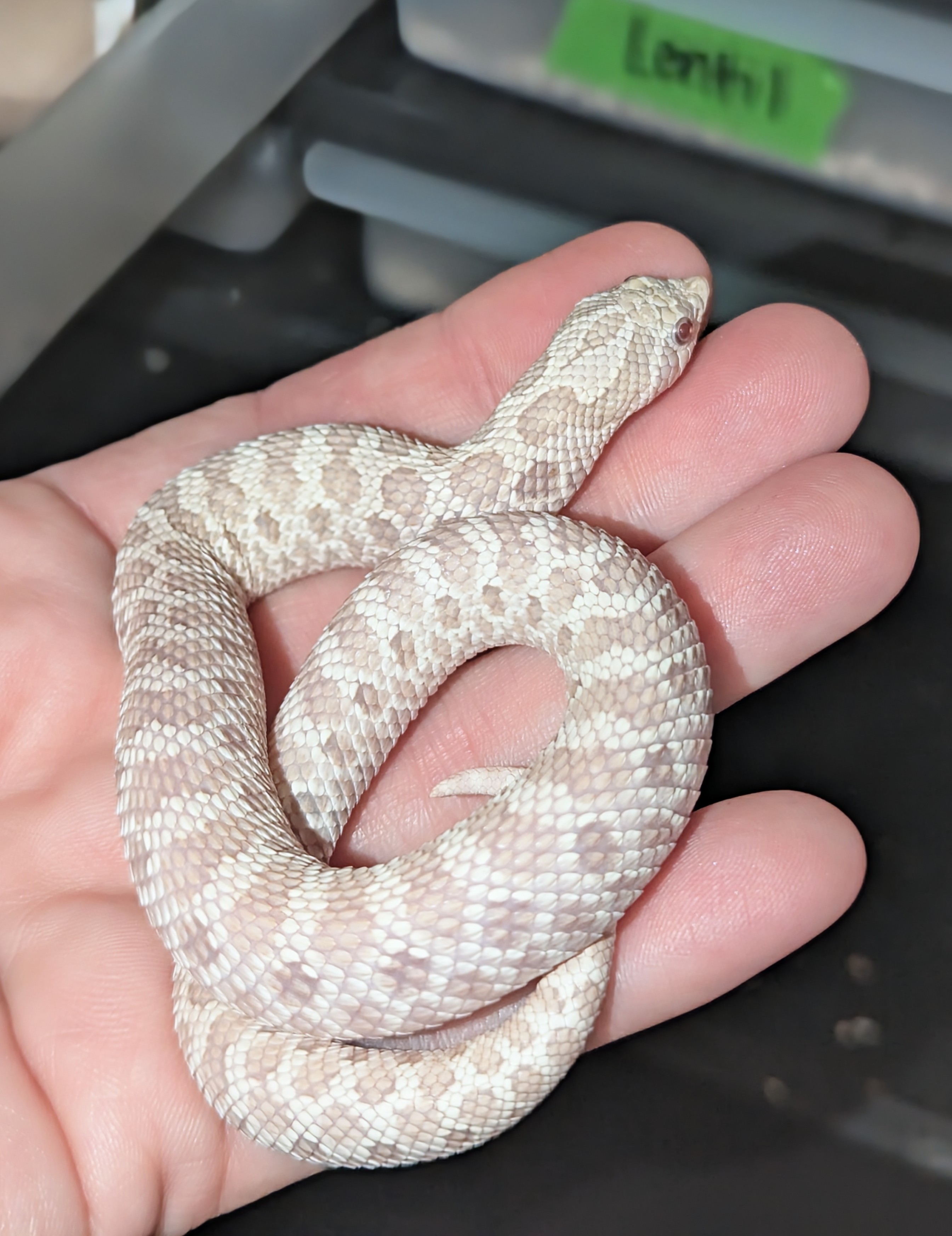 Snow Ghost western hognose morph