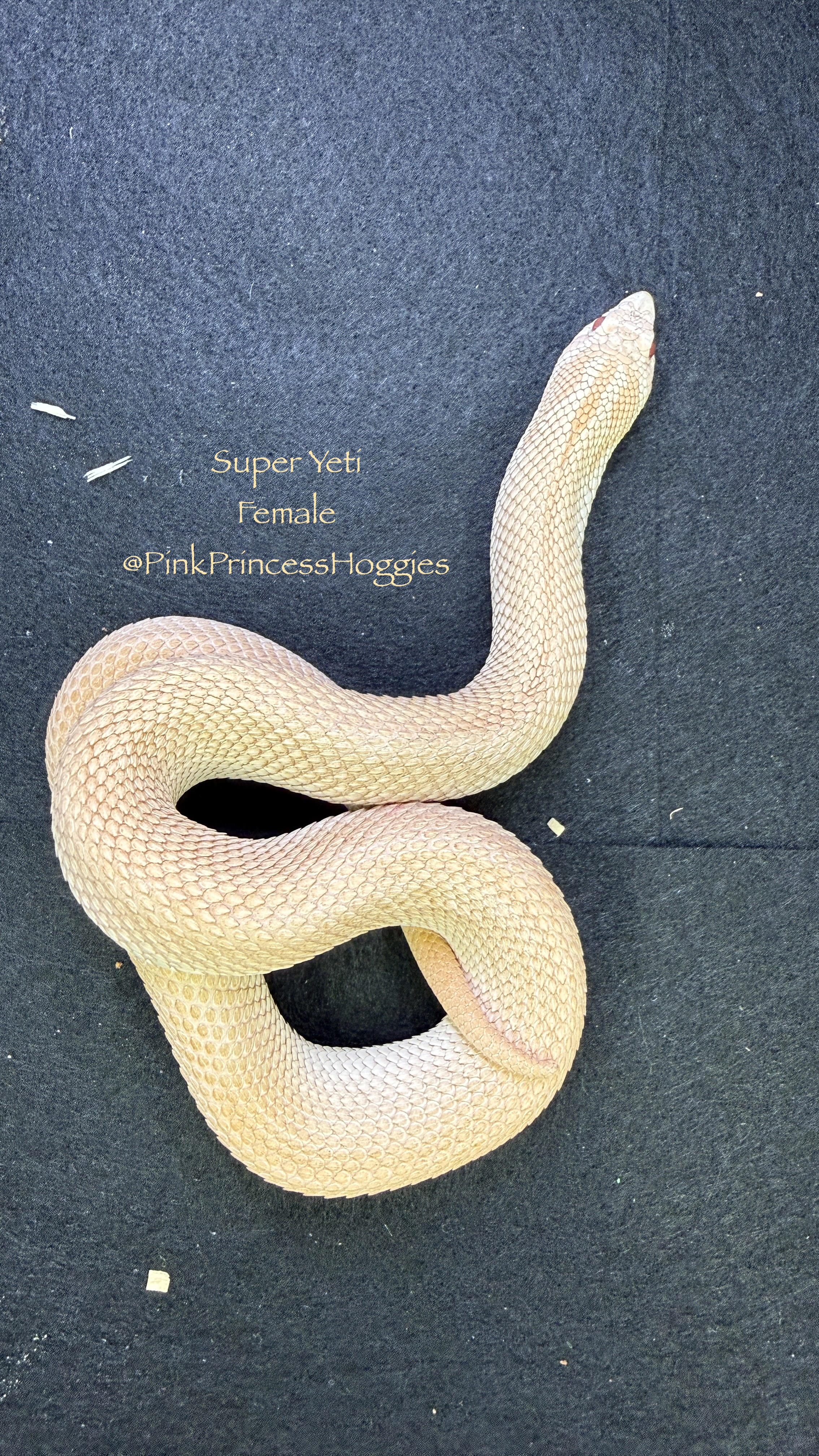 Super Yeti western hognose morph