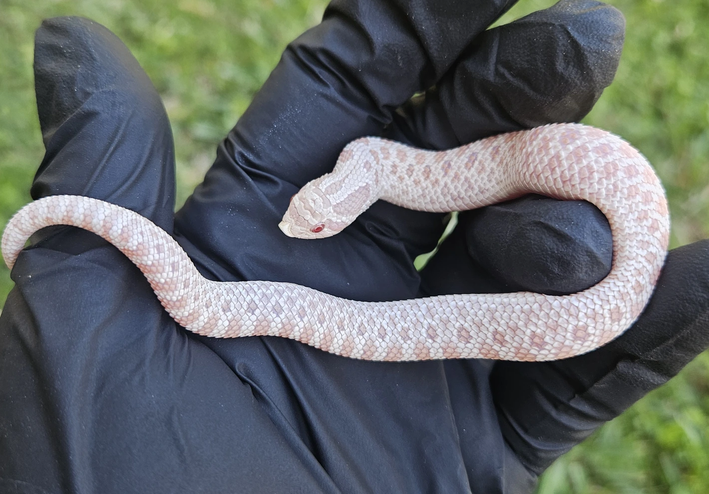 Snow western hognose morph