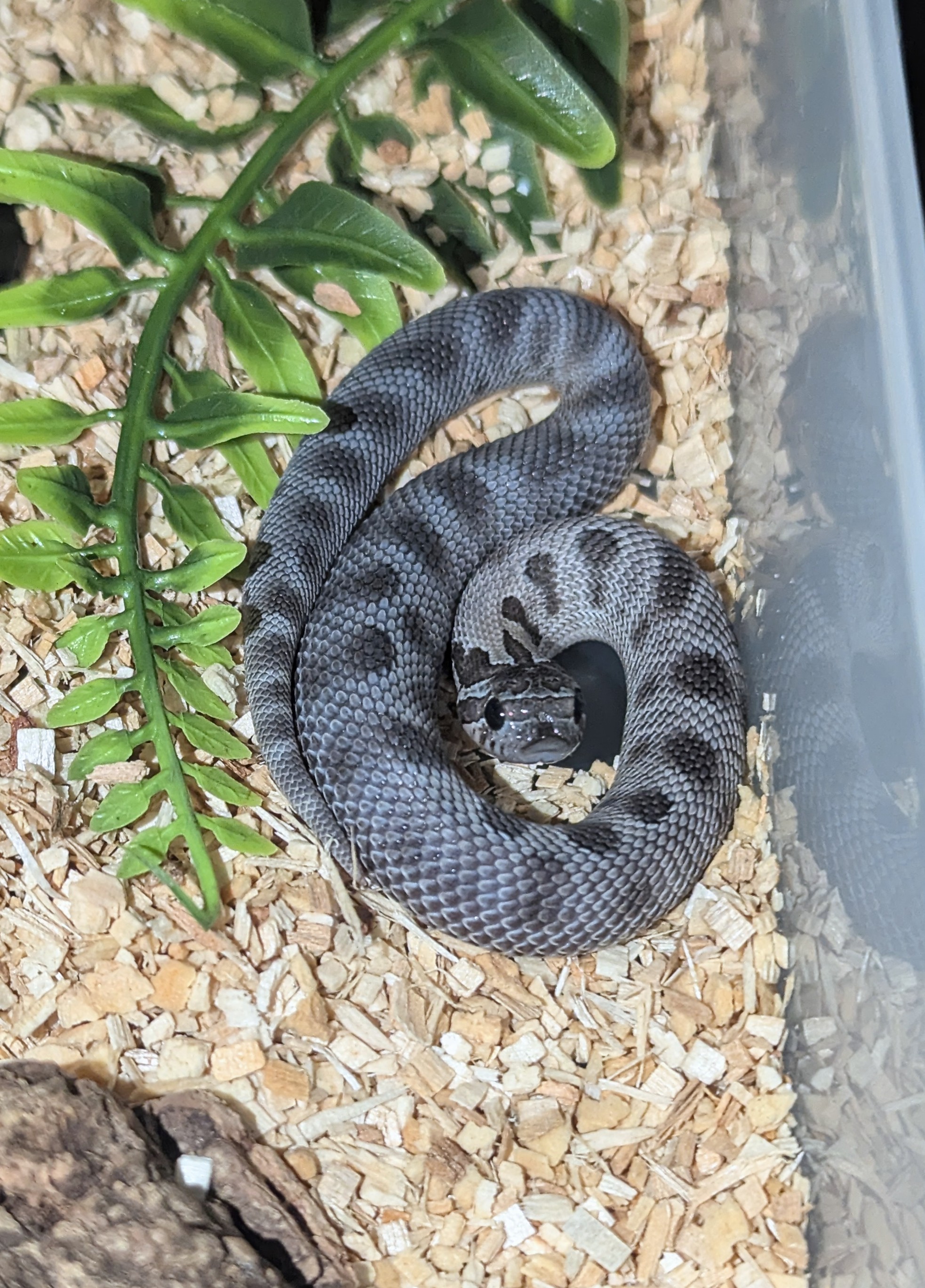 Stormcloud Anaconda western hognose morph
