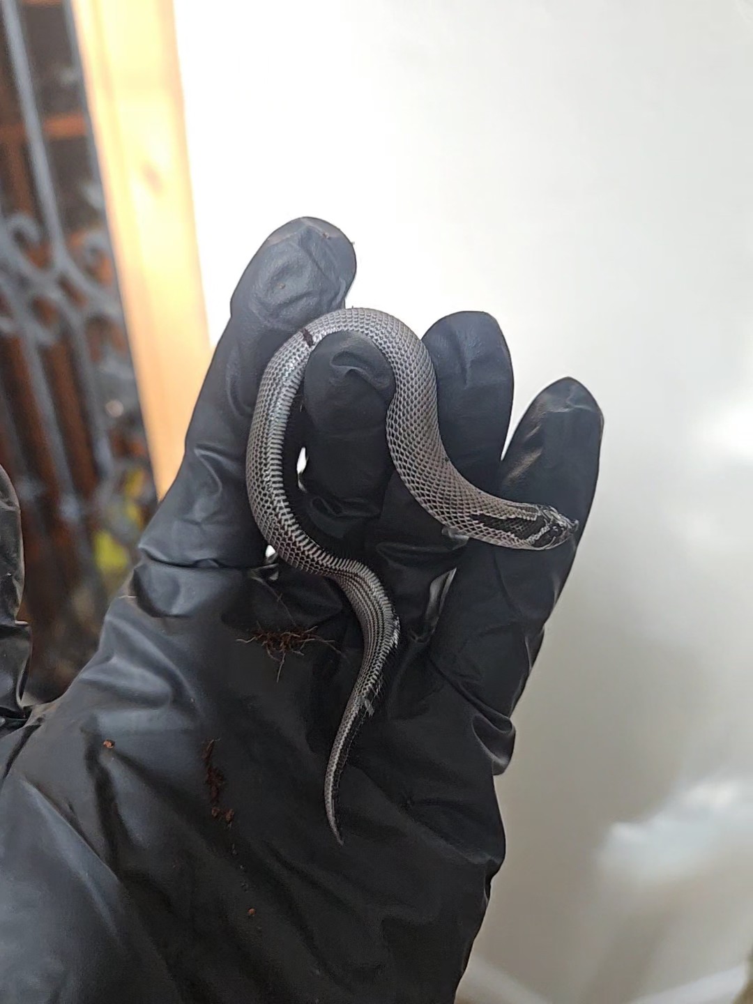 Stormcloud Superconda western hognose morph