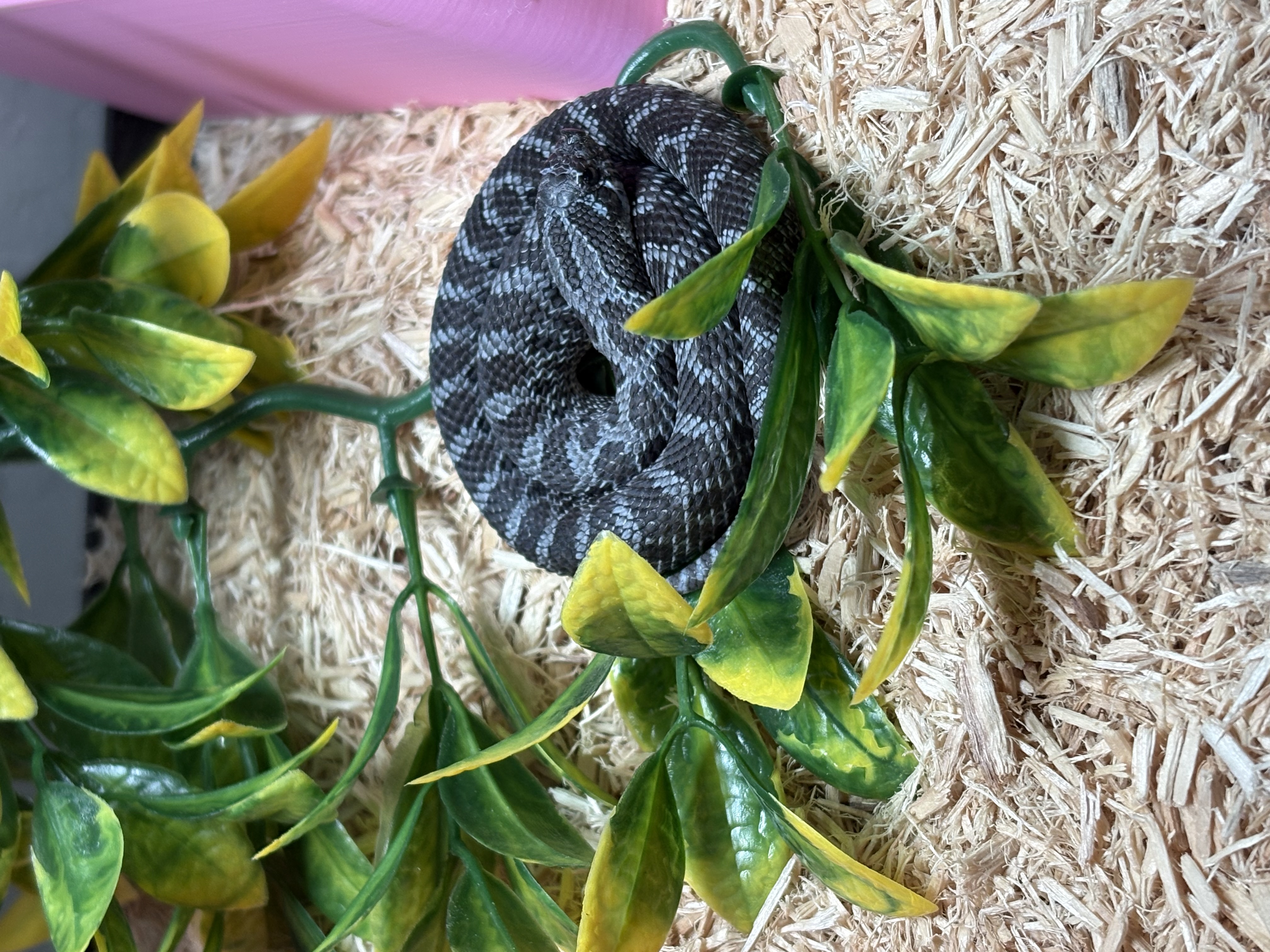 Stormcloud western hognose morph