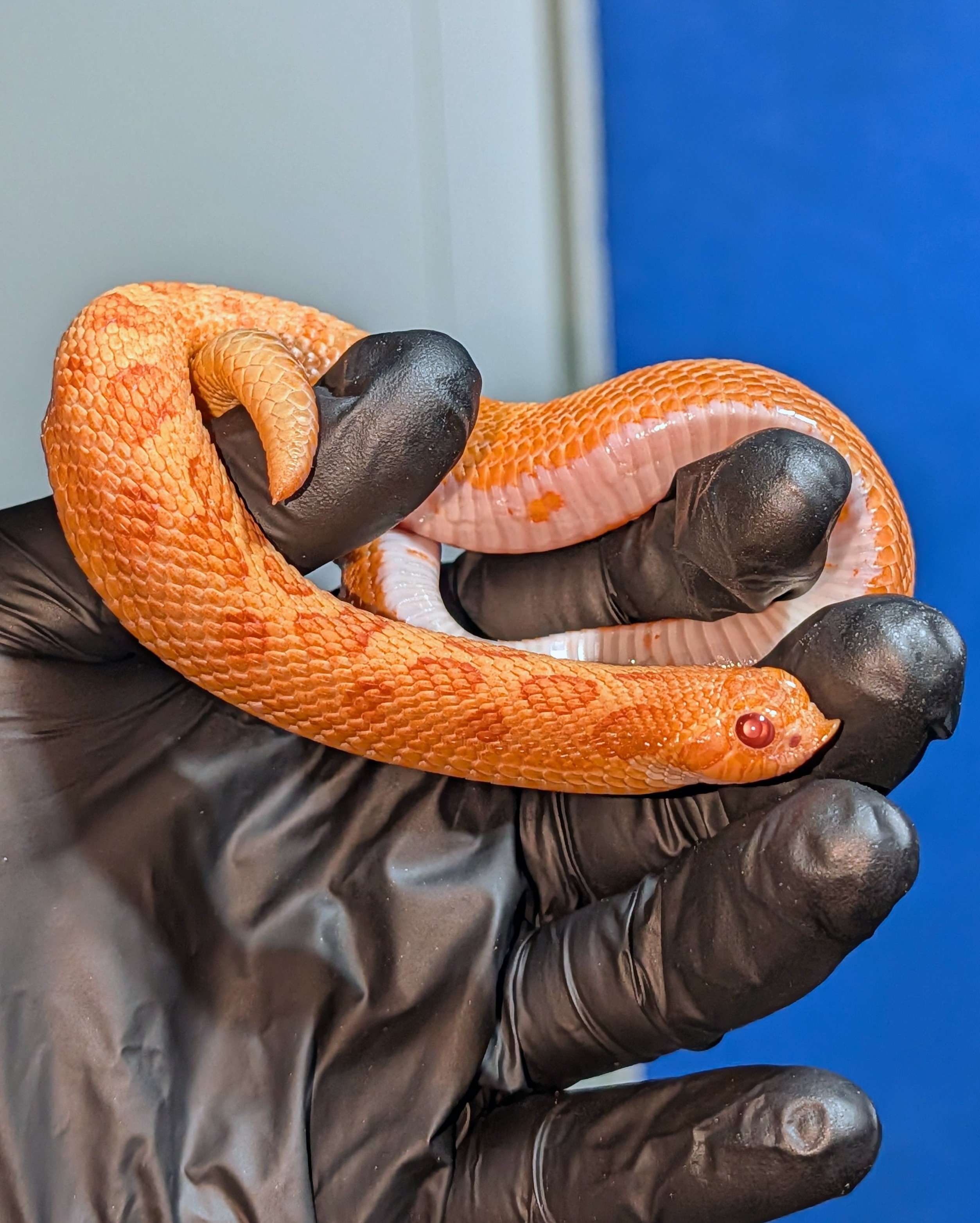 Solar Flare western hognose morph