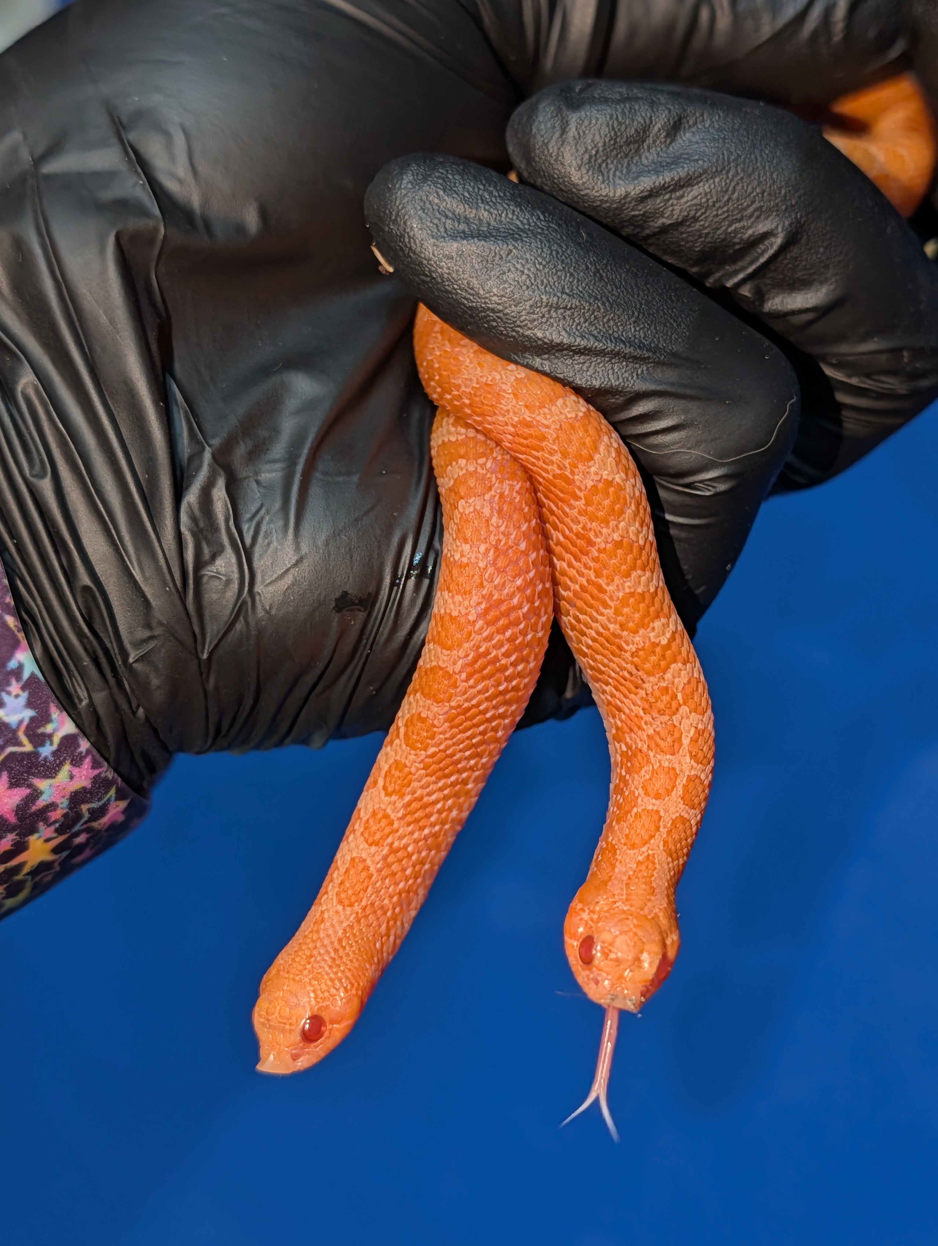 Sunburst western hognose morph
