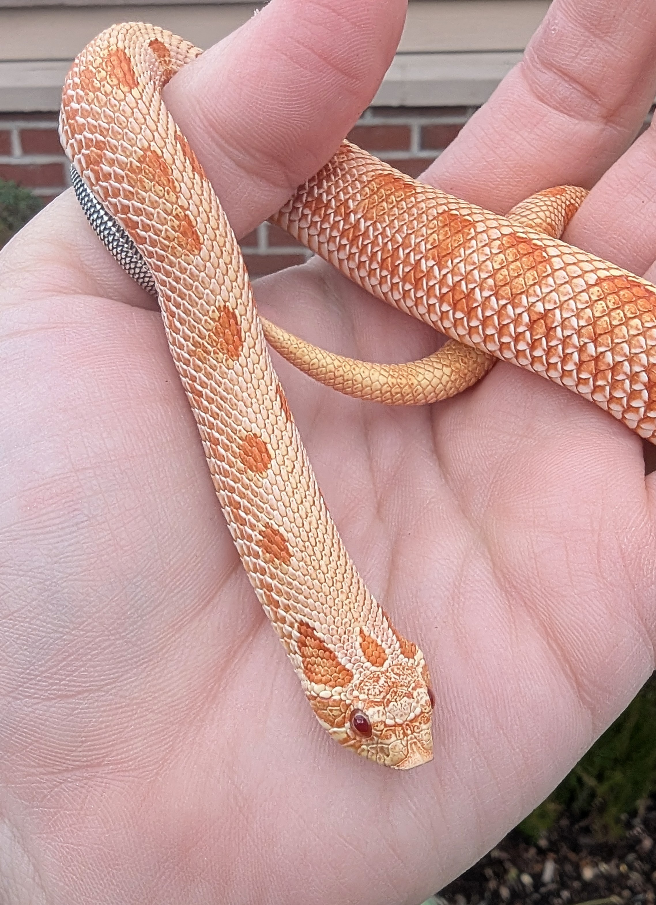 Sunglow Anaconda western hognose morph