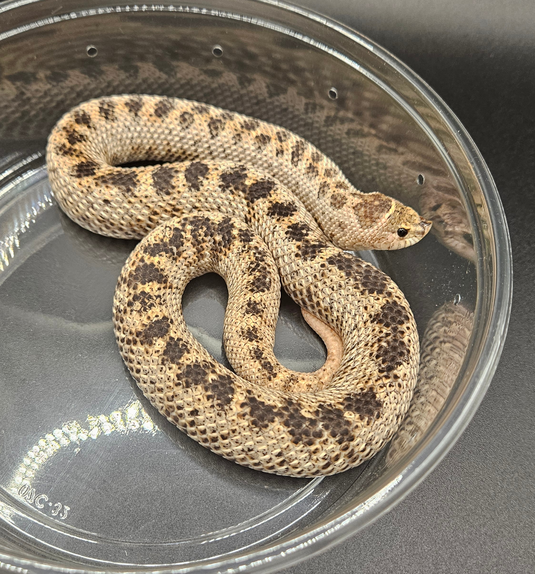 Super Arctic Cinnamon western hognose morph